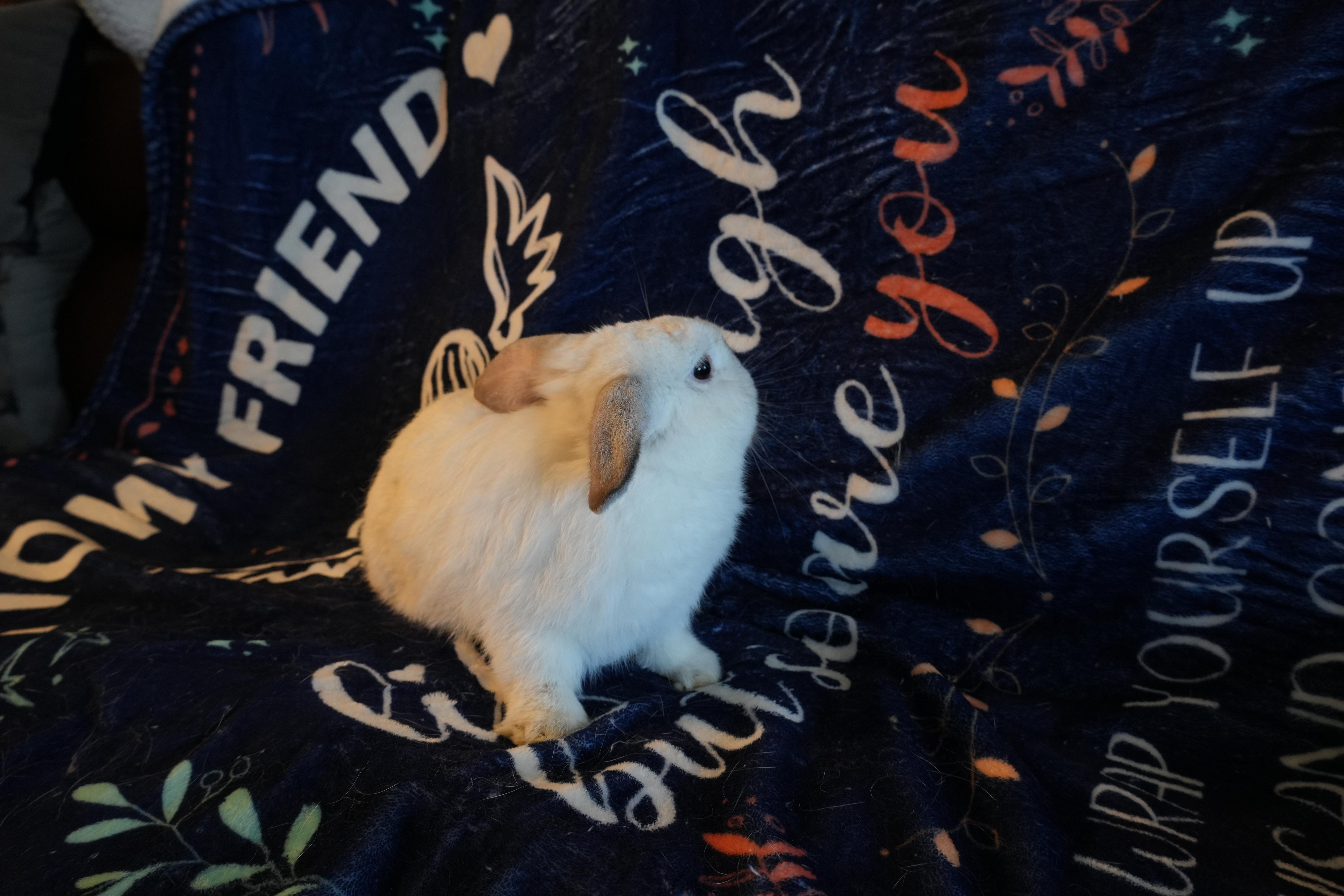 Enlarge Benji, a ADOPTABLE mixed breed in Garland, TX image 2/4