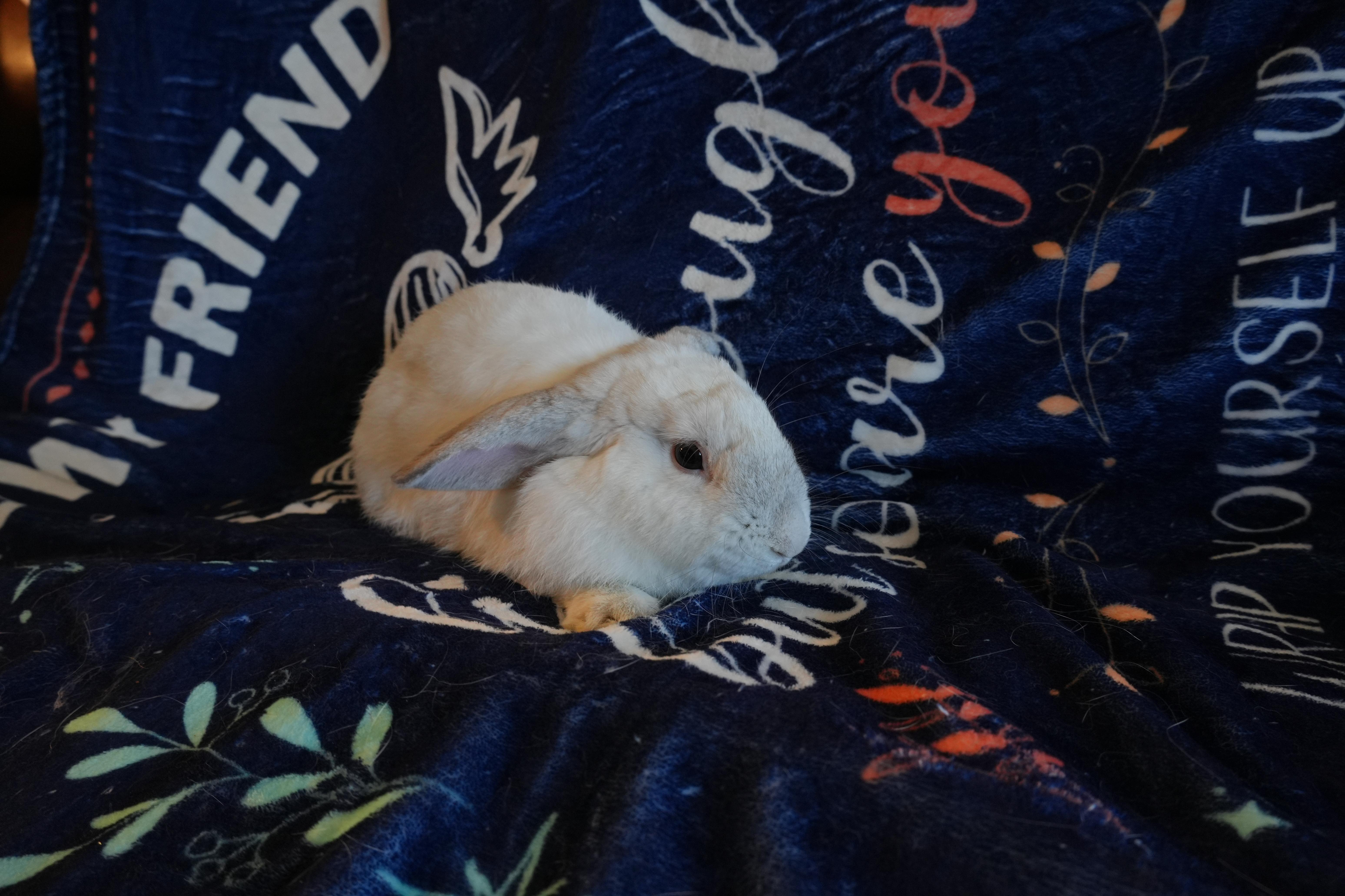 Benji, ADOPTABLE, Baby Male American Fuzzy Lop.
