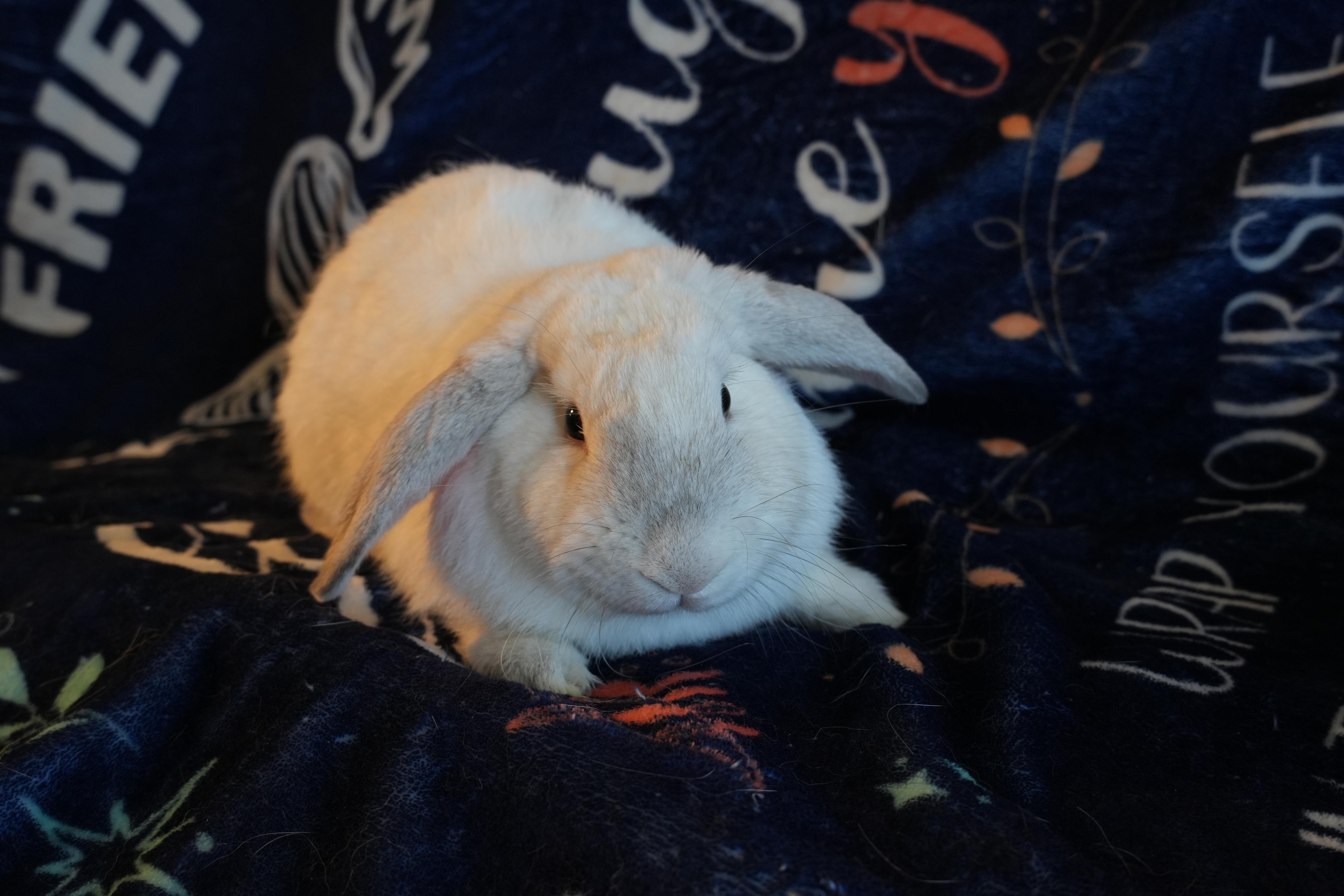 Enlarge Benji, a ADOPTABLE mixed breed in Garland, TX image 4/4