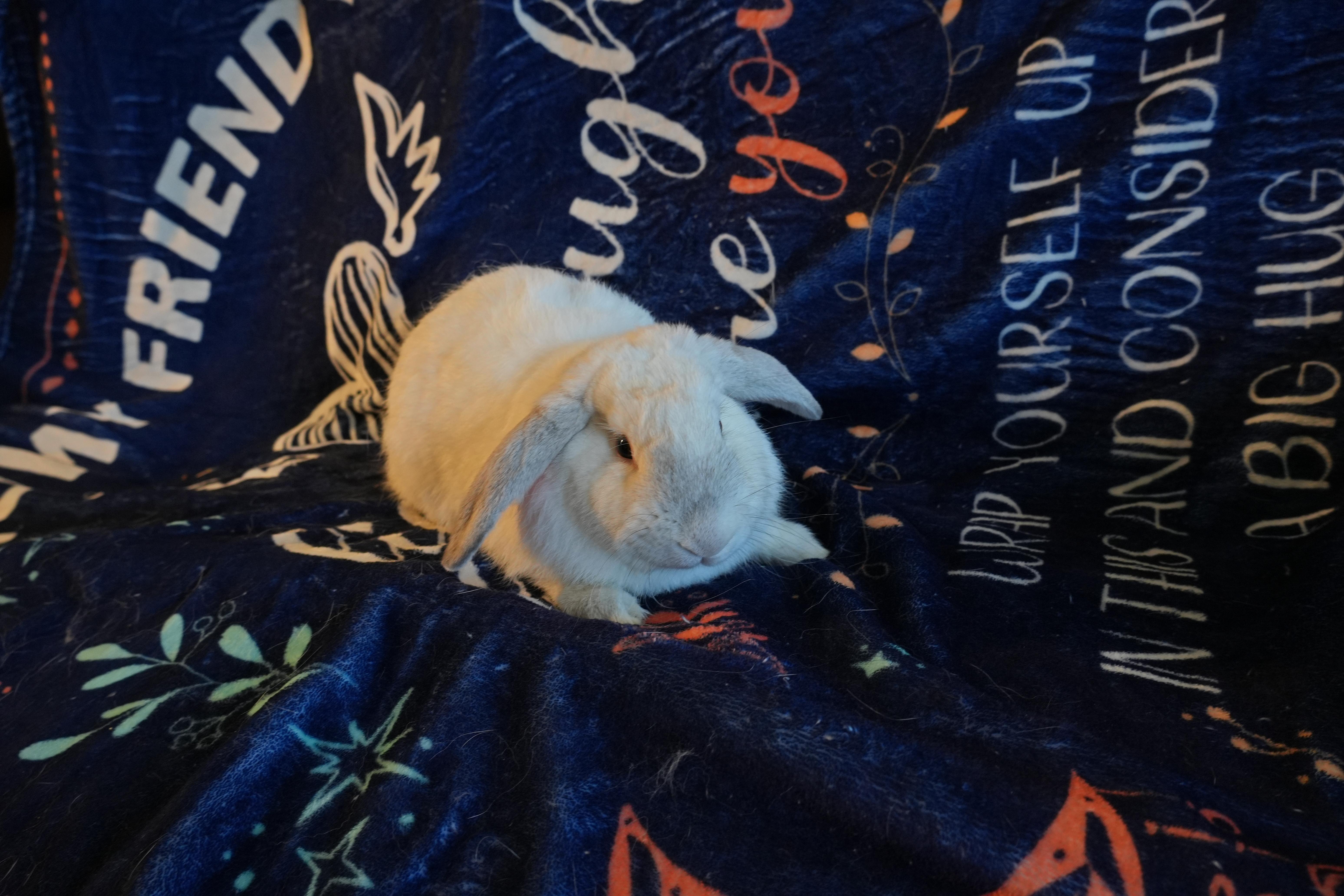 Enlarge Benji, a ADOPTABLE mixed breed in Garland, TX image 3/4