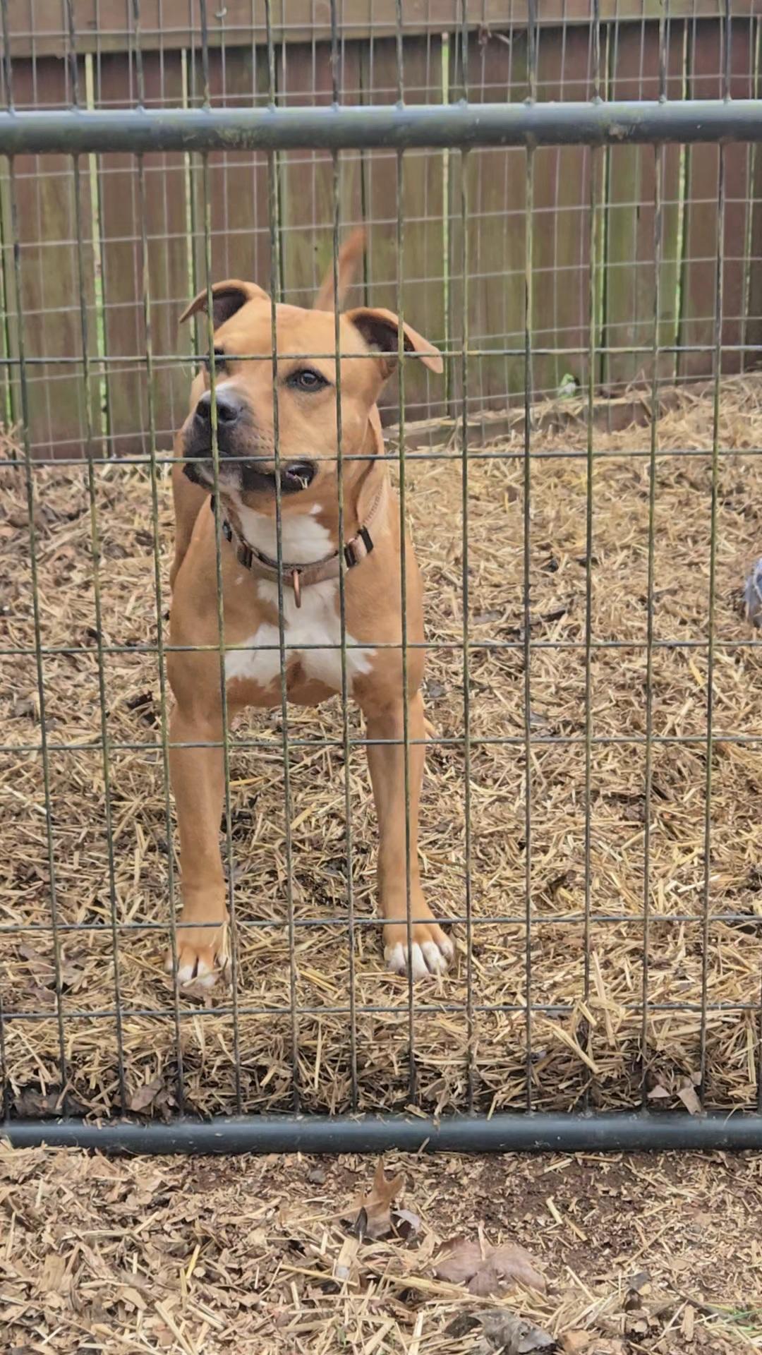 Enlarge BINGO, a Adoptable Pit Bull Terrier in Toney, AL image 2/2