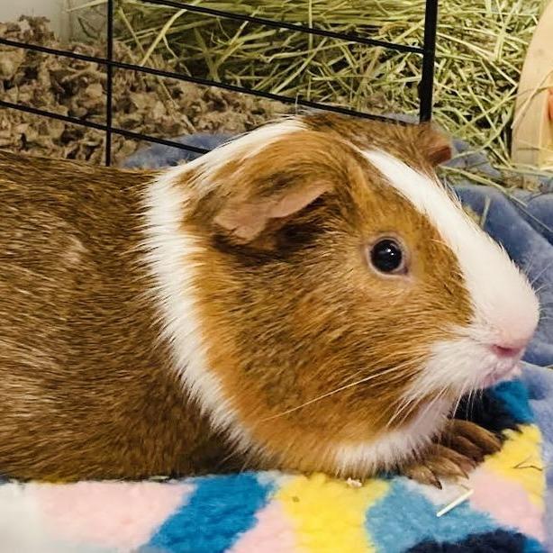 Tidbit M7040, Adoptable, Adult Male Guinea Pig.