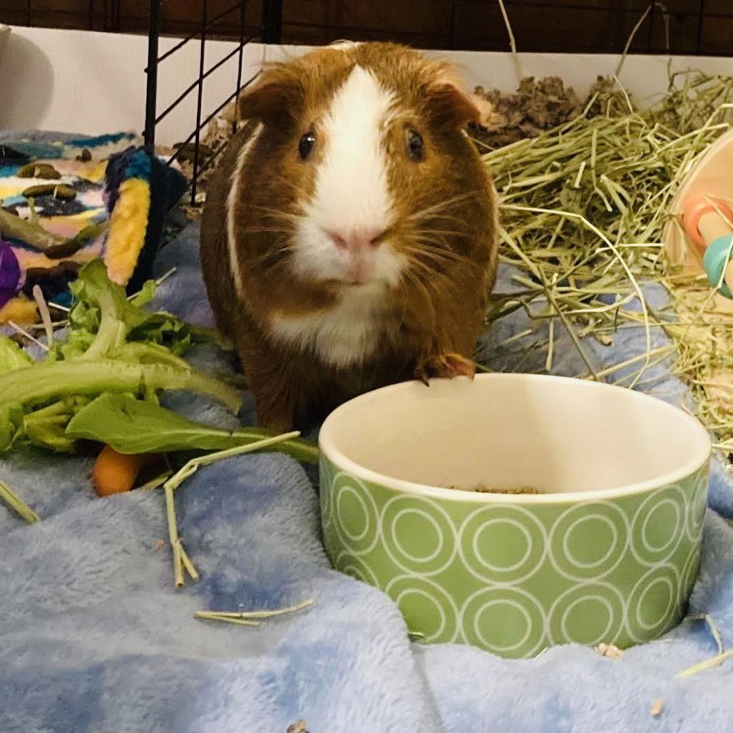 Enlarge Tidbit M7040, a Adoptable Guinea Pig in Princeton, MN image 2/3