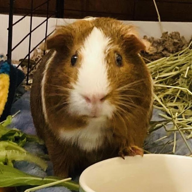 Enlarge Tidbit M7040, a Adoptable Guinea Pig in St. Paul, MN image 1/3