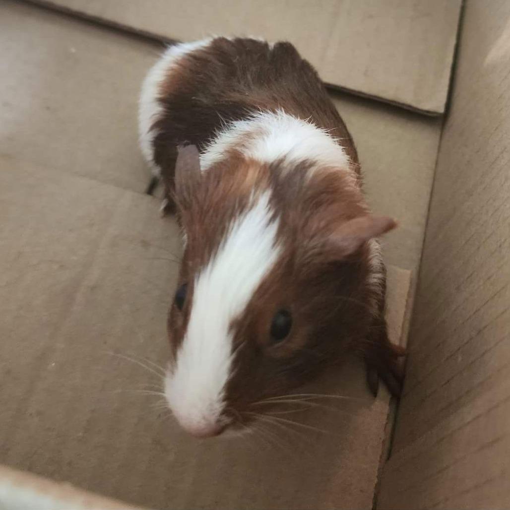 Enlarge Tidbit M7040, a Adoptable Guinea Pig in Princeton, MN image 3/3
