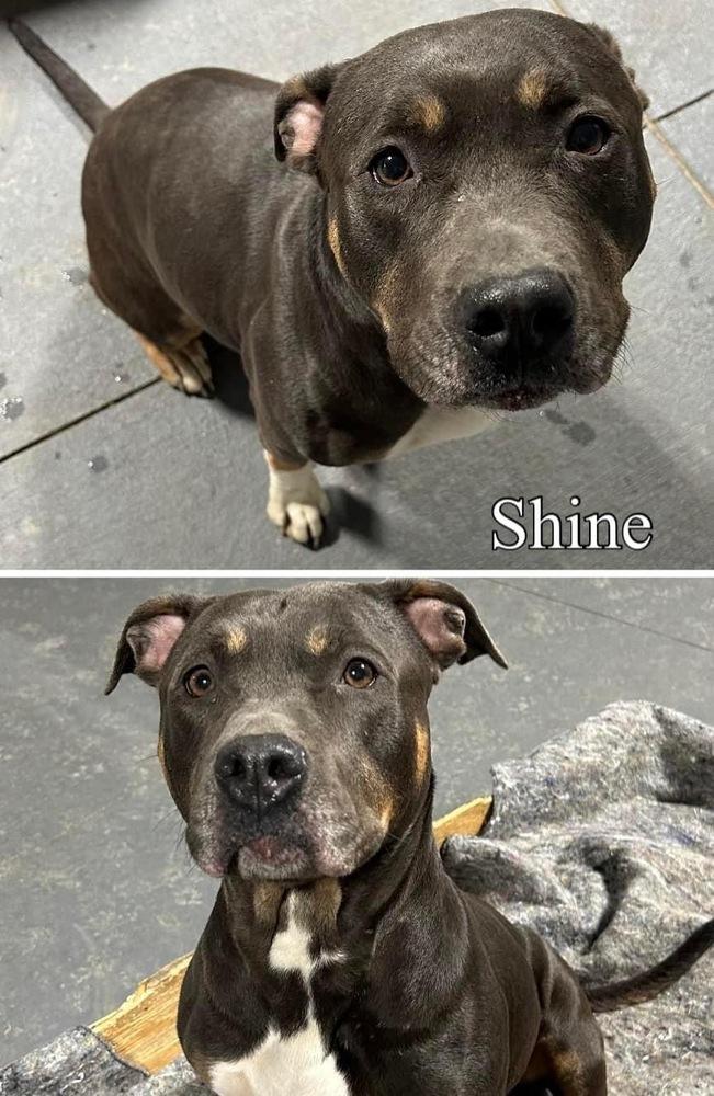 Enlarge Shine, a Adoptable mixed breed in Deerfield, MI image 1/4