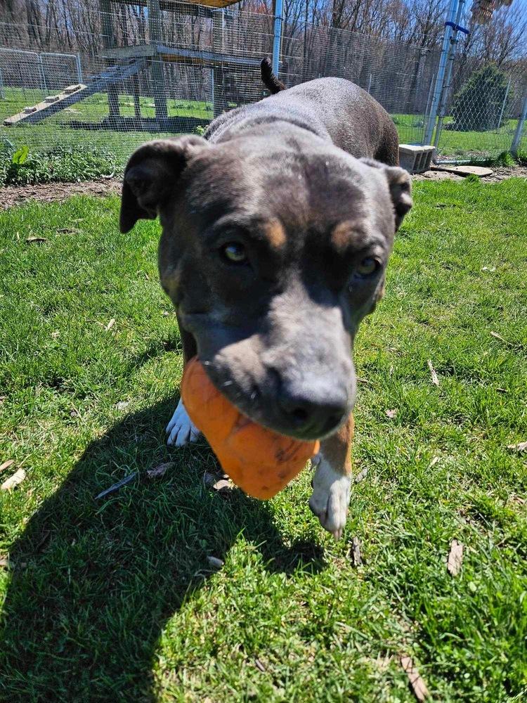 Enlarge Shine, a Adoptable mixed breed in Deerfield, MI image 2/4