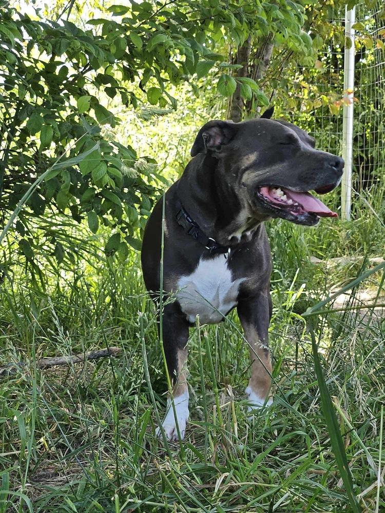 Enlarge Shine, a Adoptable mixed breed in Deerfield, MI image 4/4