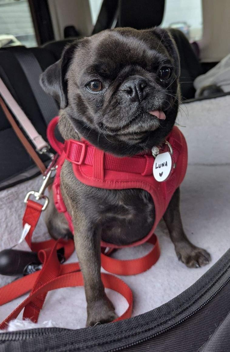 Luna, Adopted, Young Female Pug.