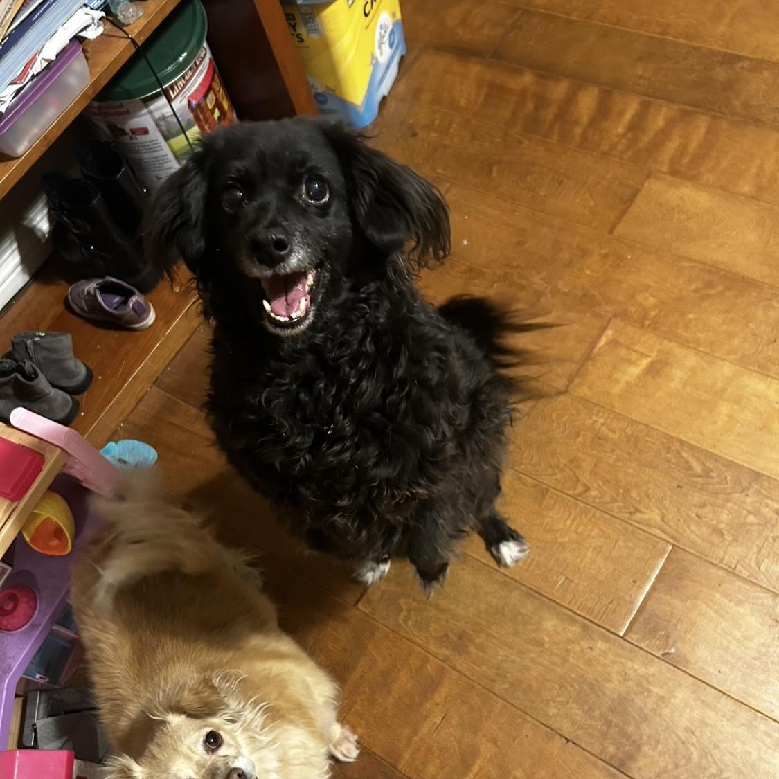 Maggie, a Adoptable mixed breed in Phoenix, AZ image 2/5