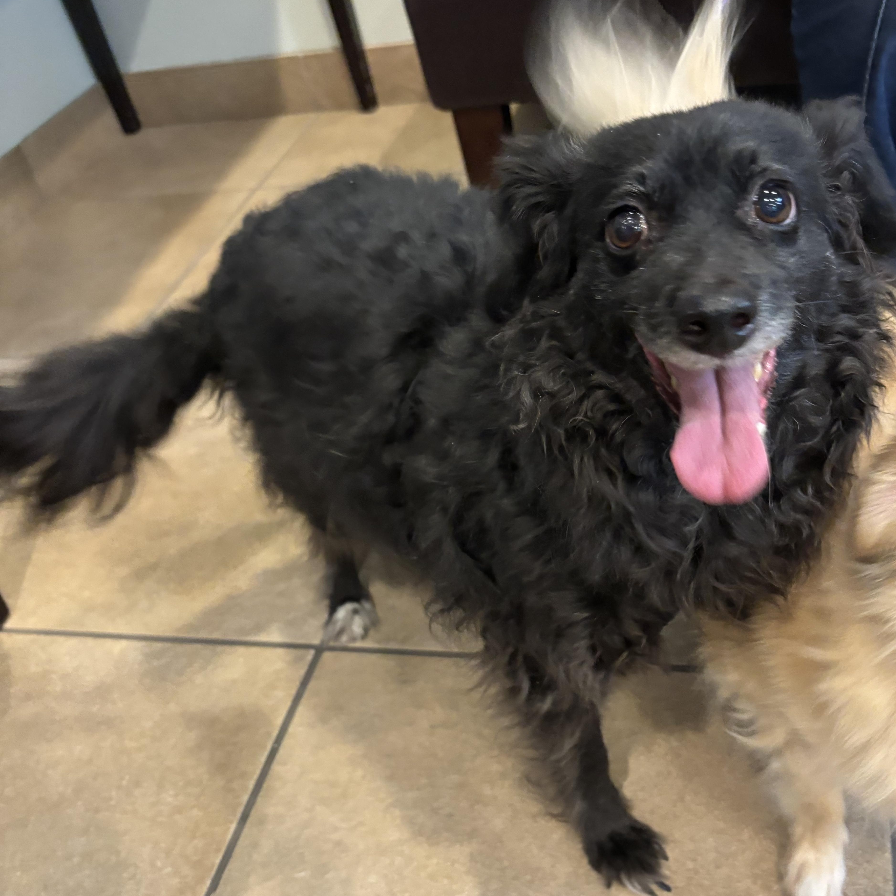 Maggie, a Adoptable mixed breed in Phoenix, AZ image 3/5