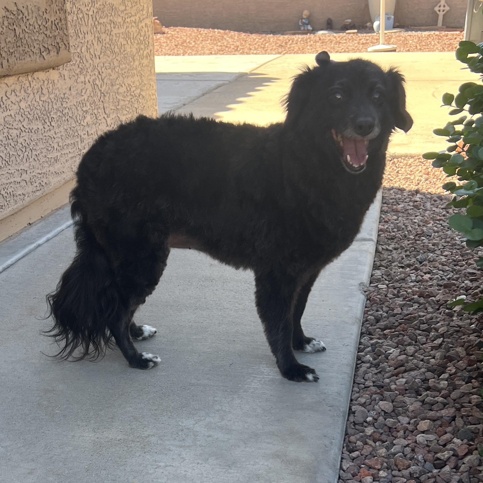 Maggie, a Adoptable mixed breed in Phoenix, AZ image 4/5