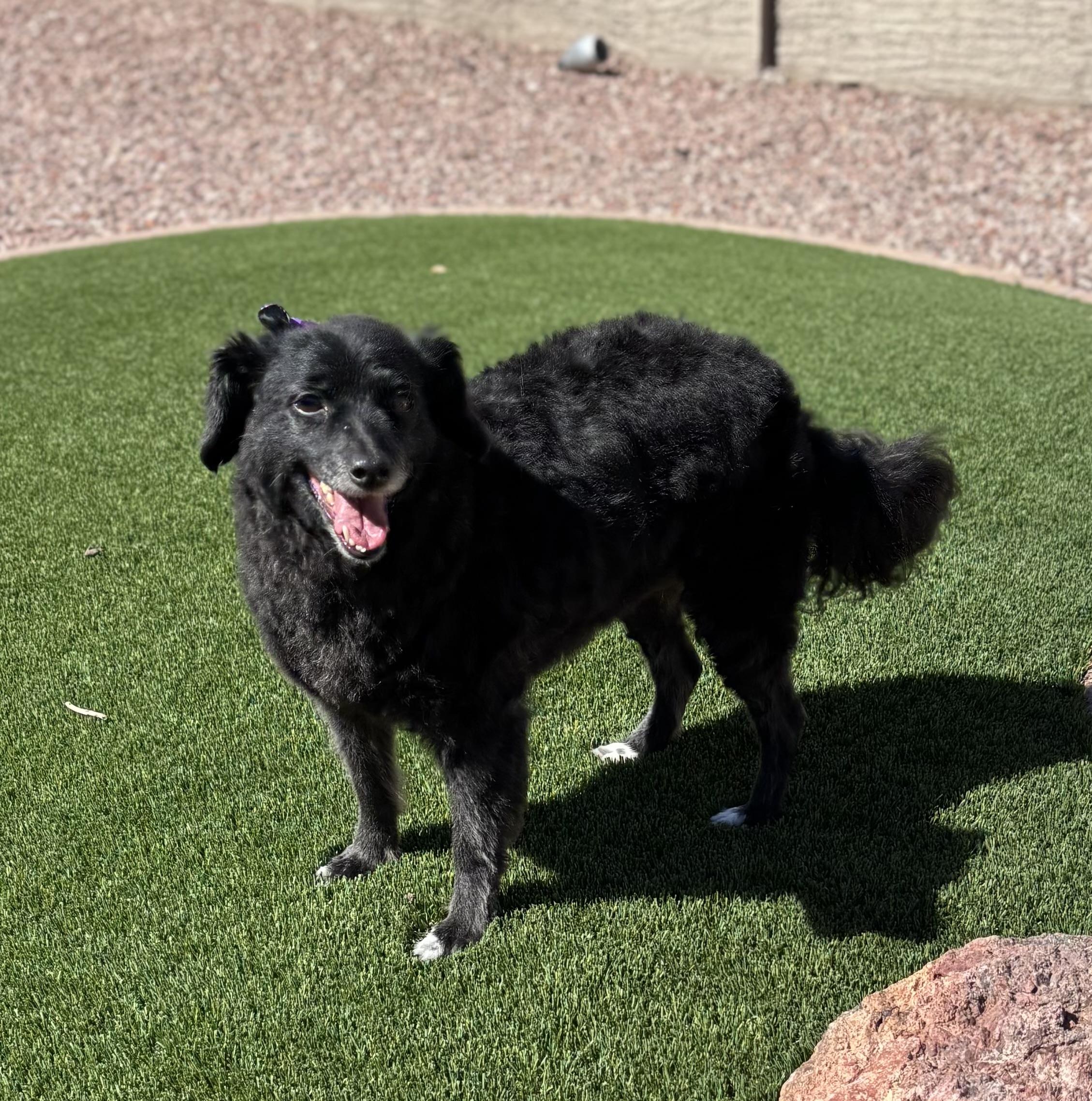 Maggie, Adoptable, Adult Female Poodle.