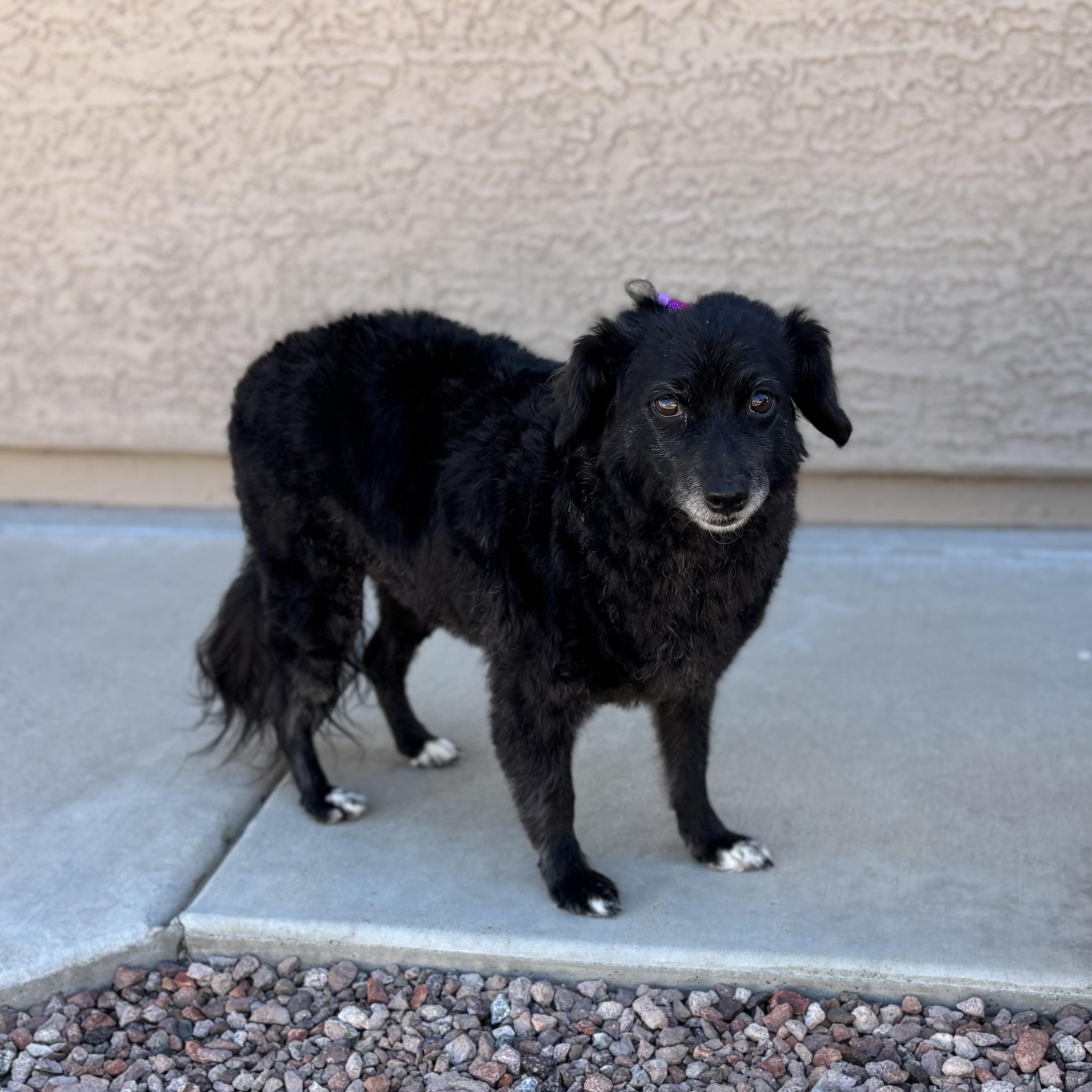 Maggie, a Adoptable mixed breed in Phoenix, AZ image 5/5