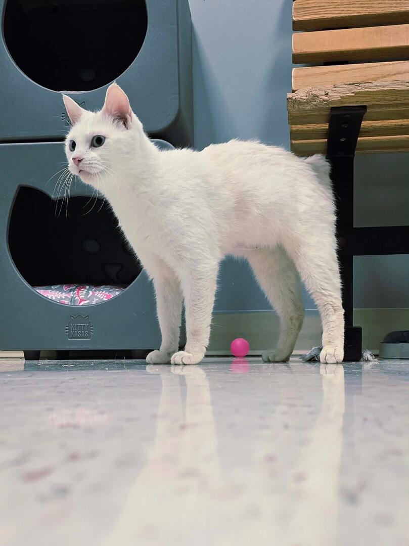 Dunkette, ADOPTABLE, Adult Female Domestic Short Hair & Manx.