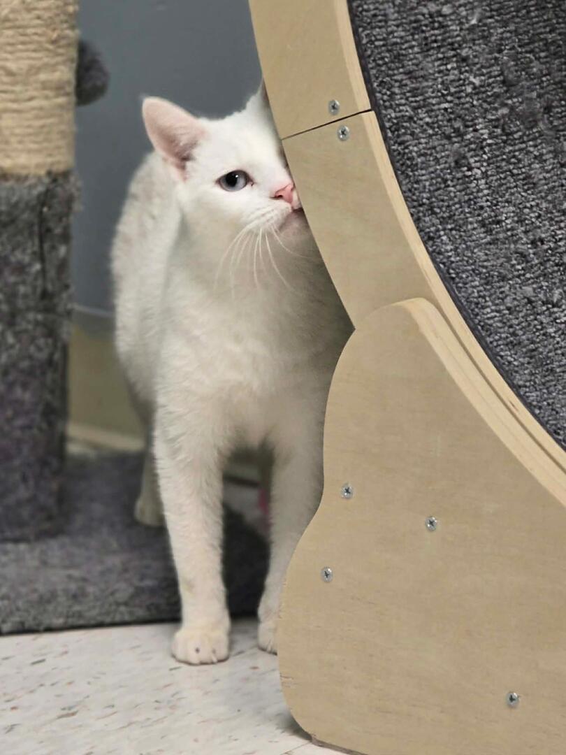 Enlarge Dunkette, a ADOPTABLE mixed breed in Chambersburg, PA image 2/2