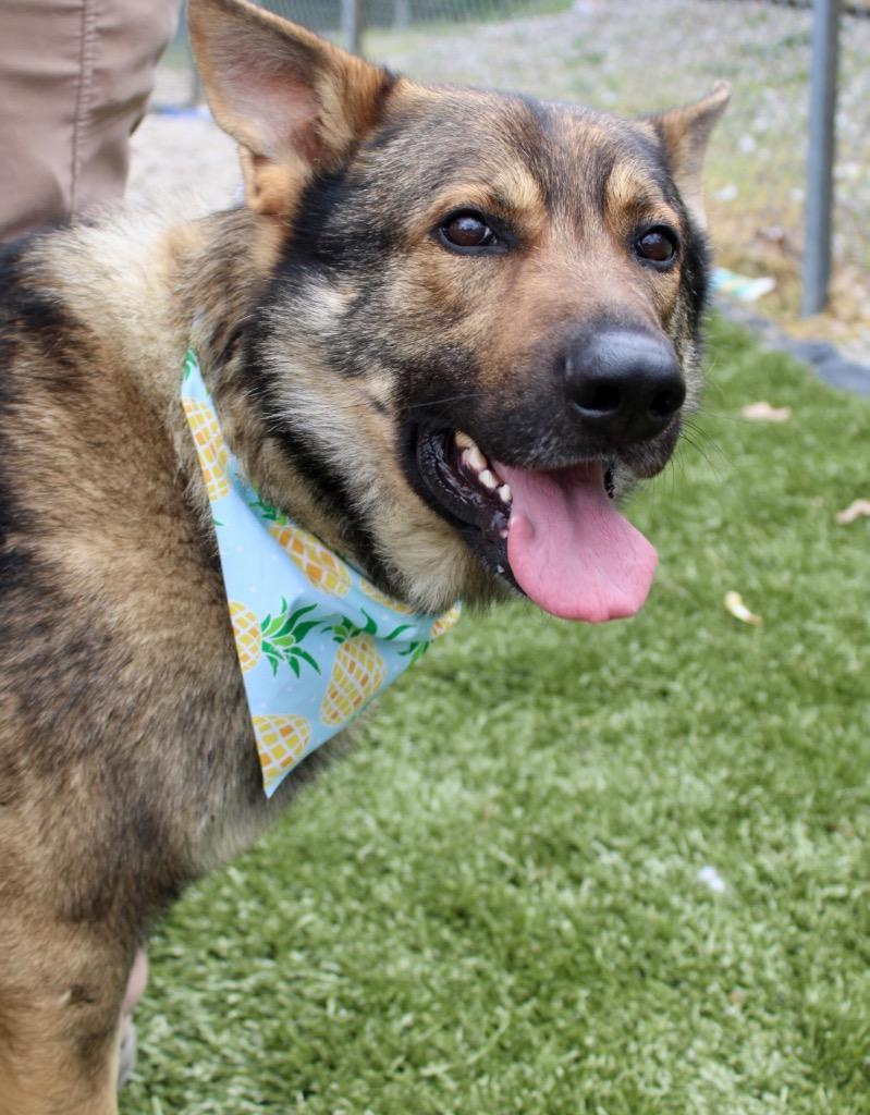 Enlarge Biscuit, a Adoptable German Shepherd Dog in Morgantown, KY image 1/1