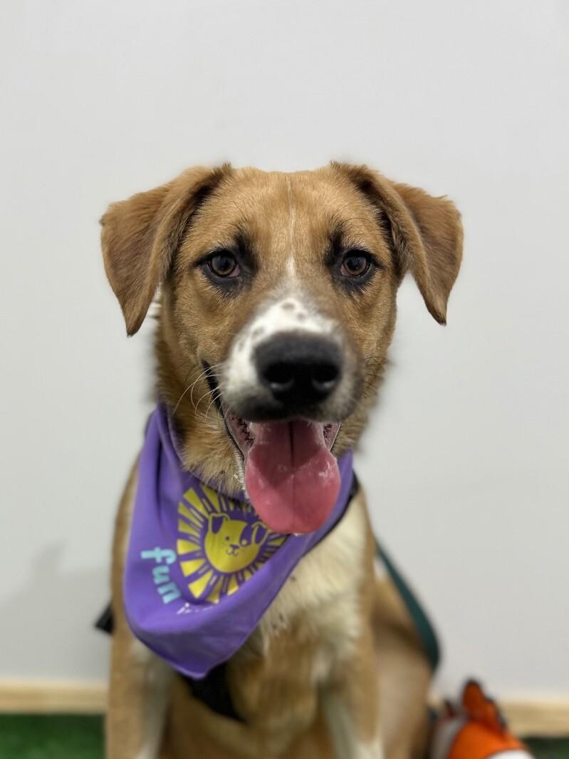 Duke, an adoptable Shepherd & Labrador Retriever Mix in Richmond, CA_image-1
