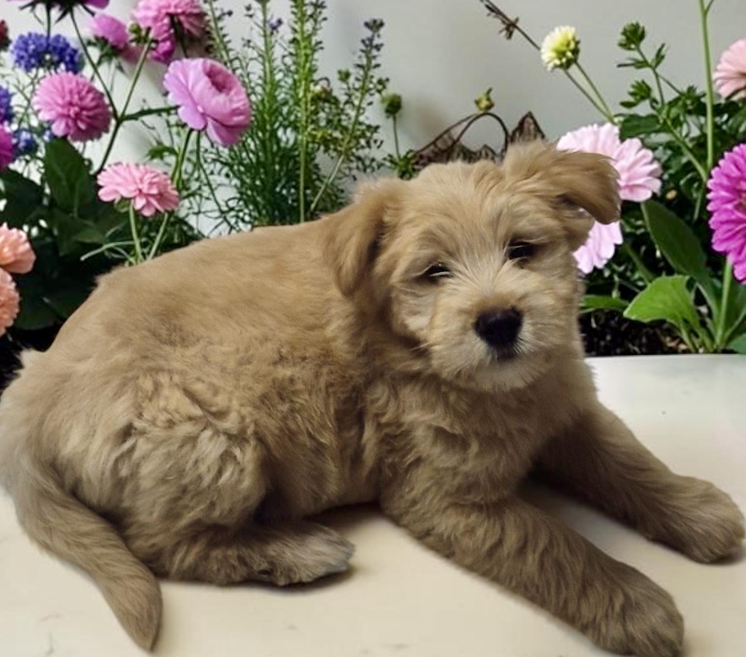 Enlarge Annie, a ADOPTABLE mixed breed in Los Angeles, CA image 3/3
