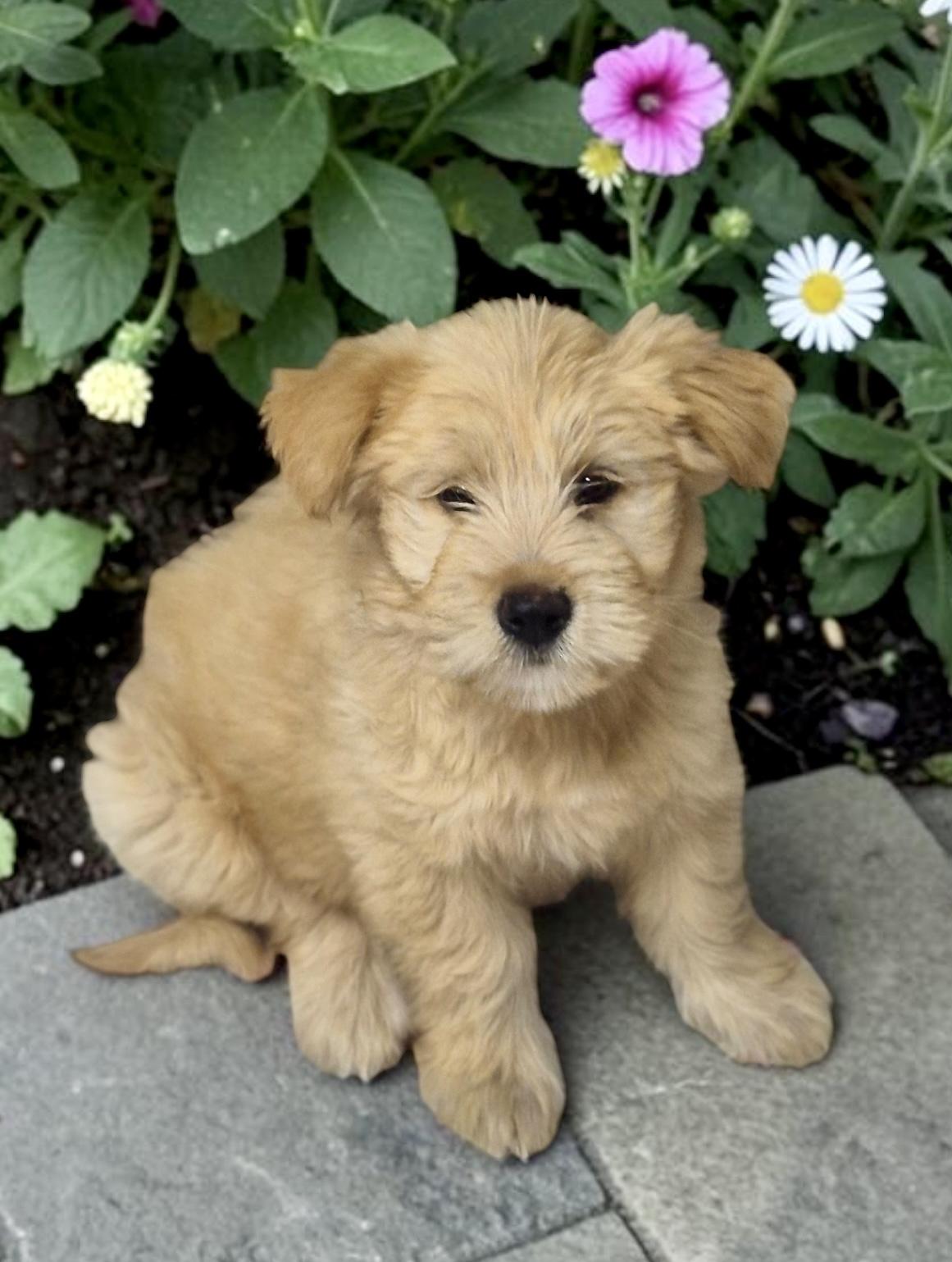 Enlarge Annie, a ADOPTABLE mixed breed in Los Angeles, CA image 1/3