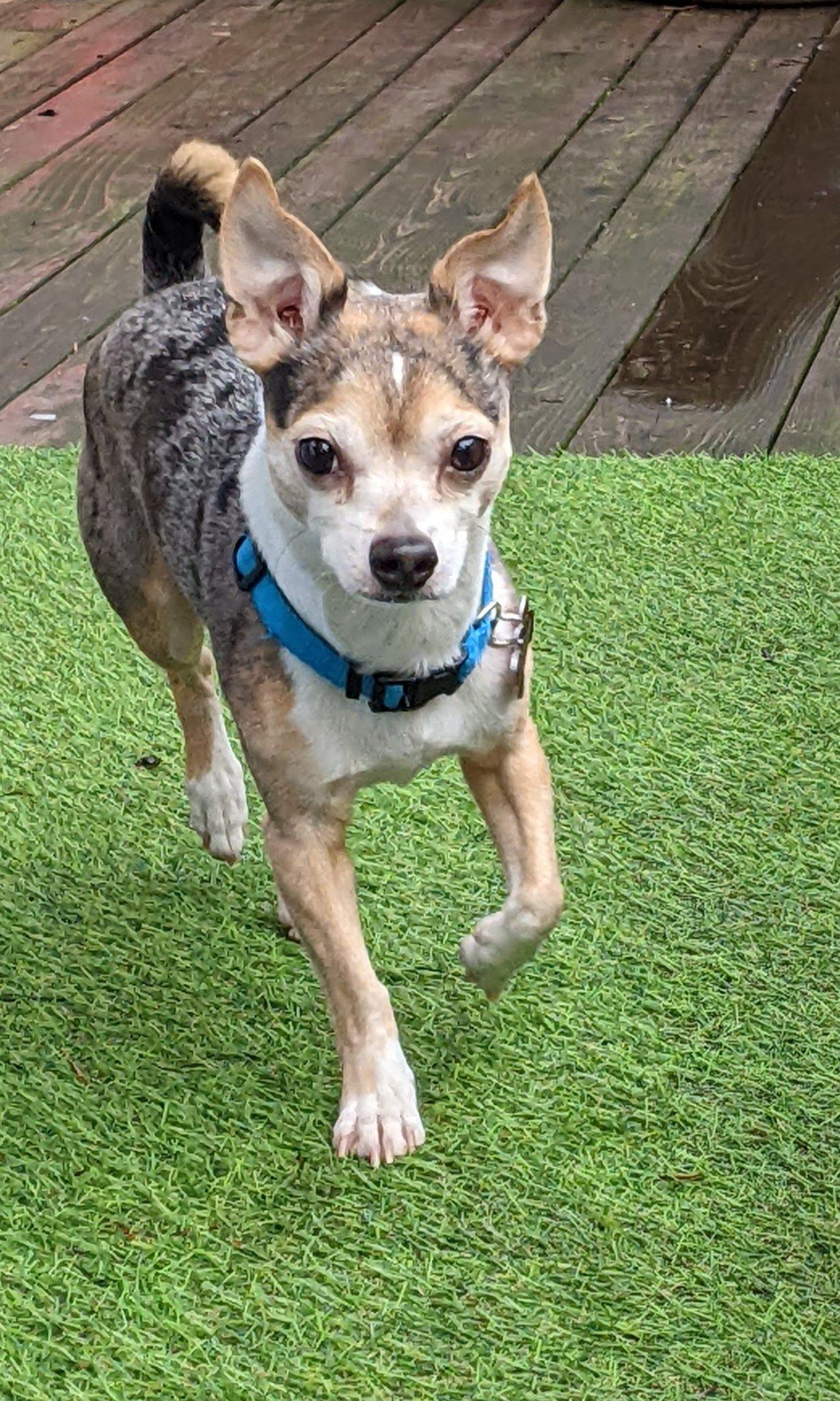 Buutz, Adoptable, Adult Male Chihuahua.