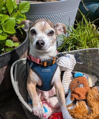 Buutz, a Adoptable Chihuahua in Covington, WA image 2/6