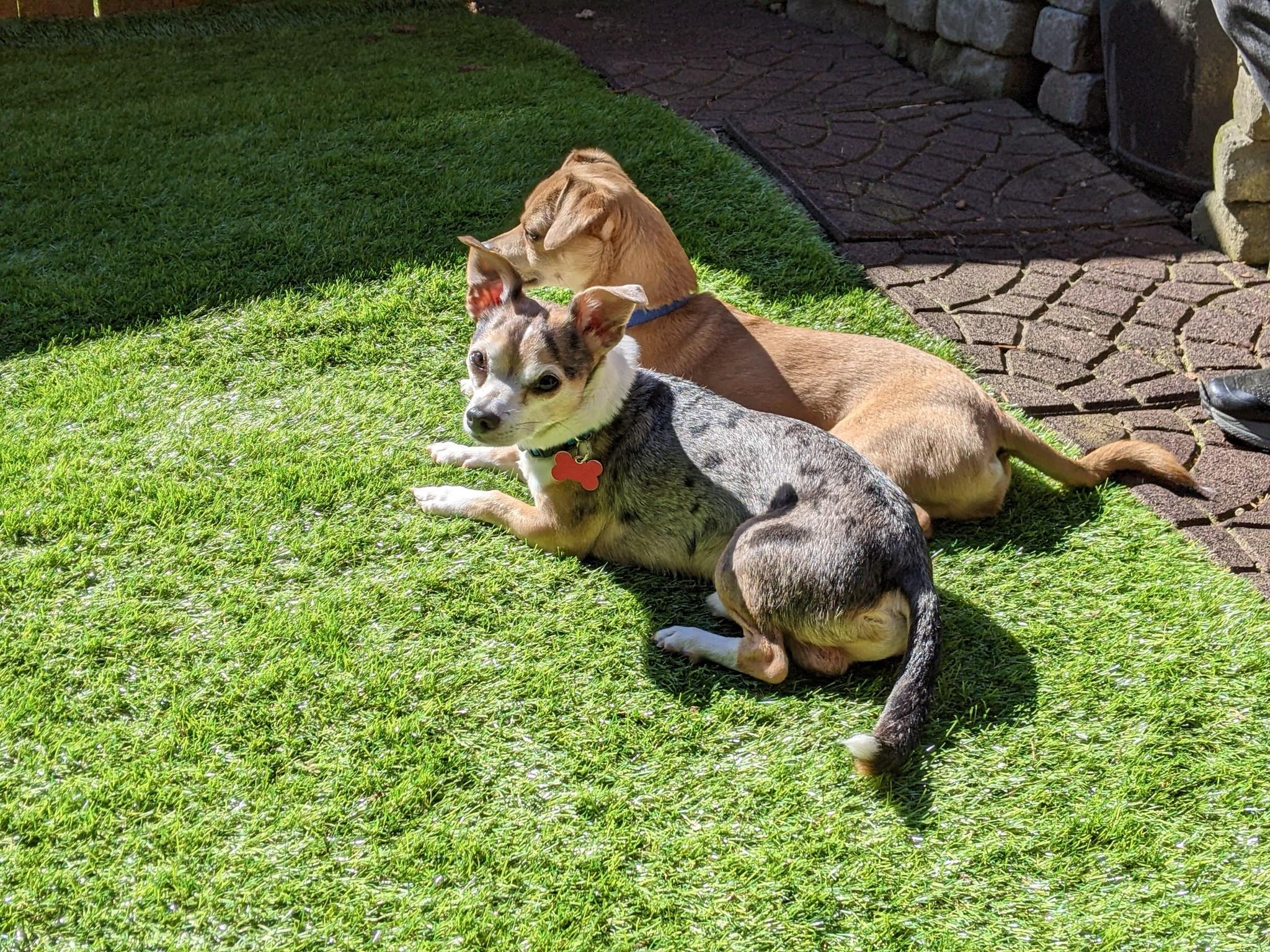 Buutz, a Adoptable Chihuahua in Covington, WA image 3/6