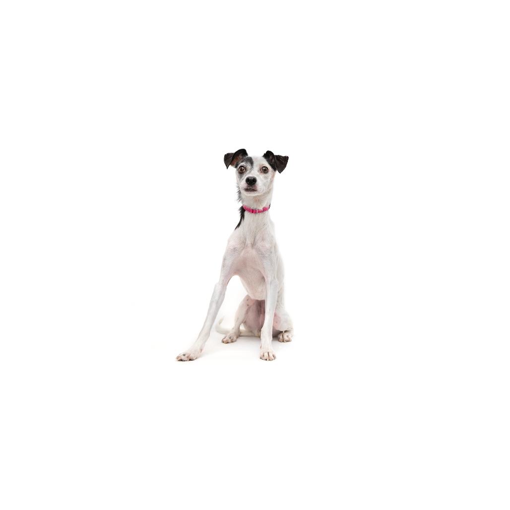 Enlarge Darla, a Adoptable mixed breed in Playa Vista, CA image 1/1