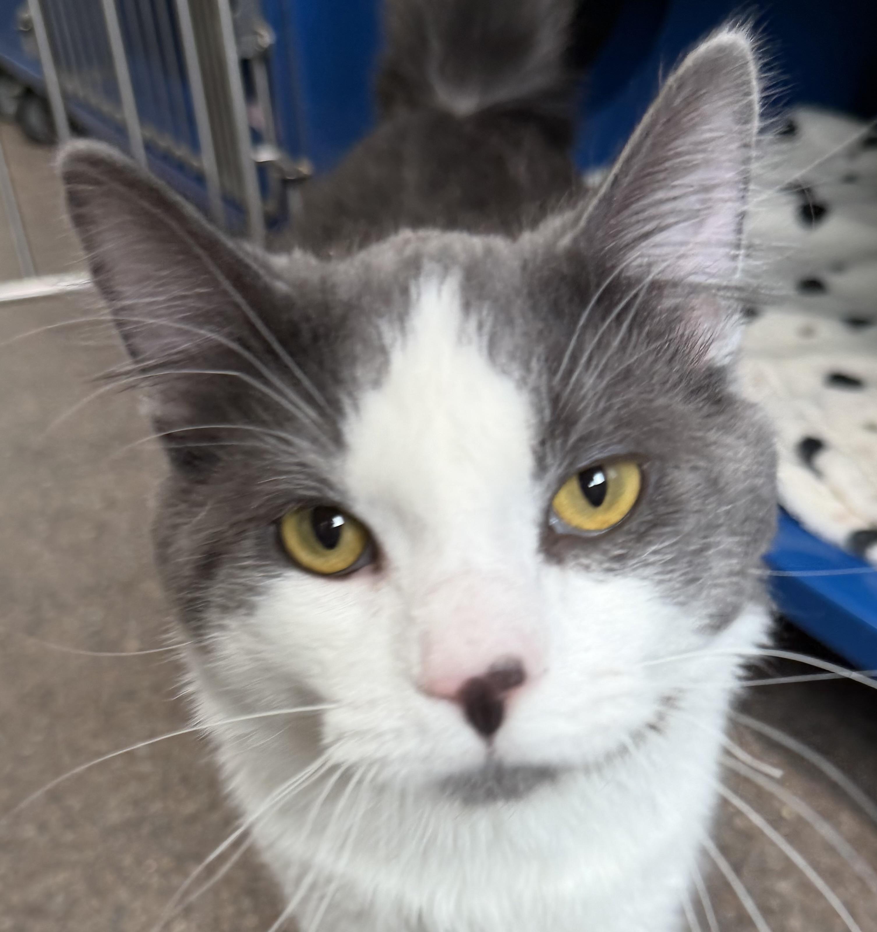 Enlarge Duncan, an adopted Domestic Medium Hair in Sault Sainte Marie, MI image 3/3