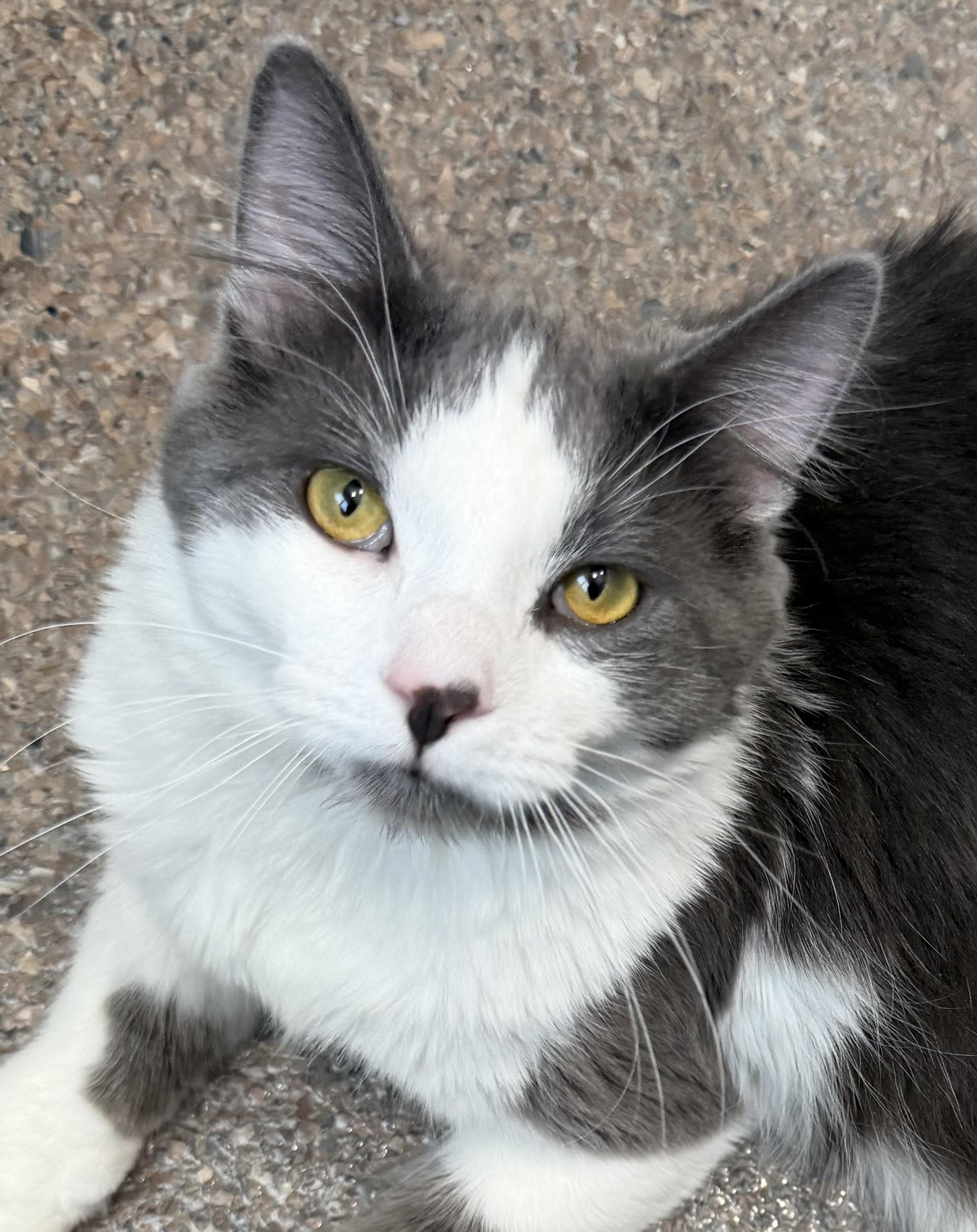 Enlarge Duncan, an adopted Domestic Medium Hair in Sault Sainte Marie, MI image 1/3