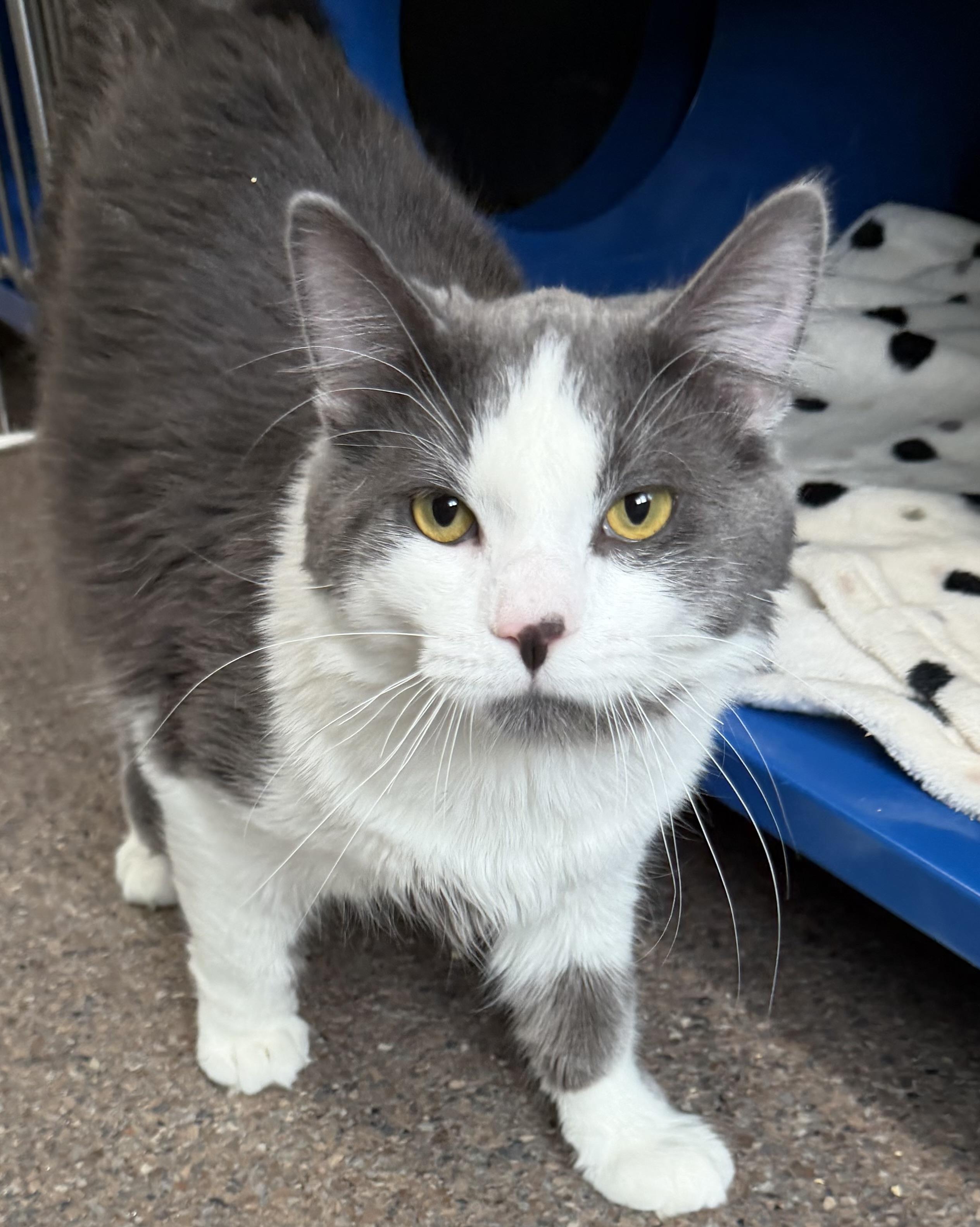 Enlarge Duncan, an adopted Domestic Medium Hair in Sault Sainte Marie, MI image 2/3