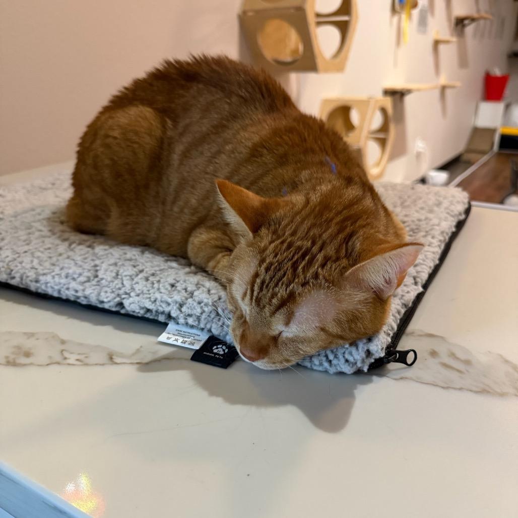 Calvin, Adoptable, Adult Male Domestic Medium Hair.