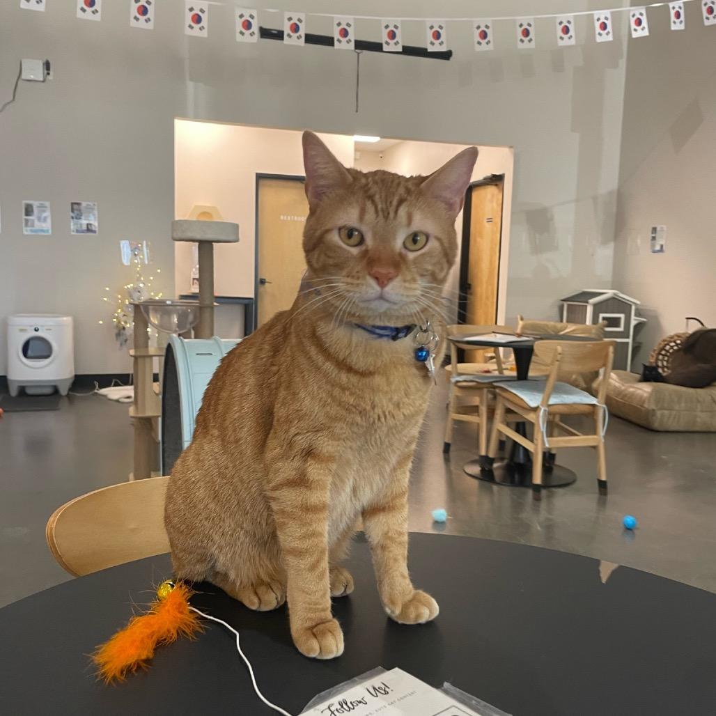 Calvin, a Adoptable Domestic Medium Hair in Katy, TX image 2/5