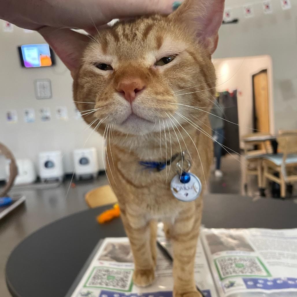 Calvin, a Adoptable Domestic Medium Hair in Katy, TX image 3/5