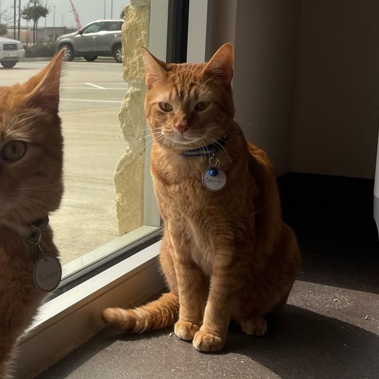 Calvin, a Adoptable Domestic Medium Hair in Katy, TX image 4/5