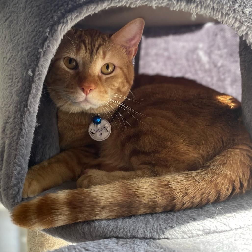 Calvin, a Adoptable Domestic Medium Hair in Katy, TX image 5/5