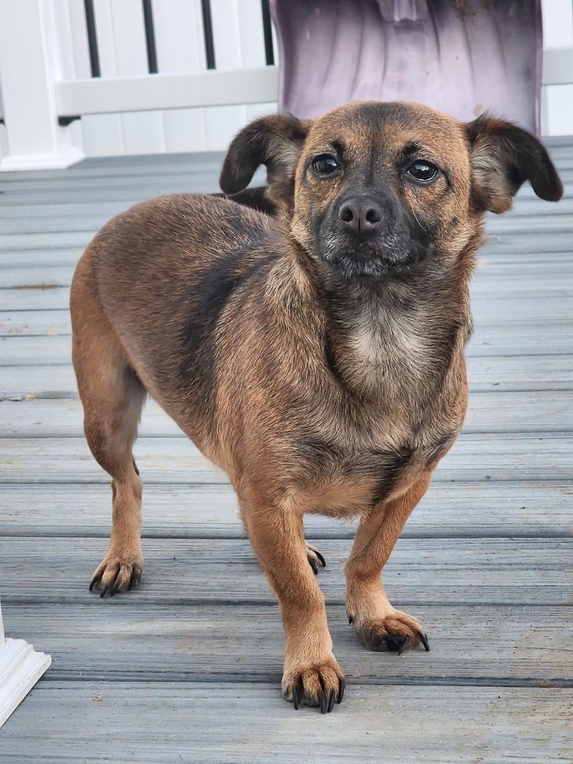 Kiera, an adoptable Chihuahua in Lacona, NY, 13083 | Photo Image 1