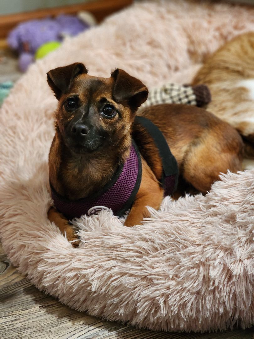 Dog for adoption Kiera, a Chihuahua in Lacona, NY Petfinder