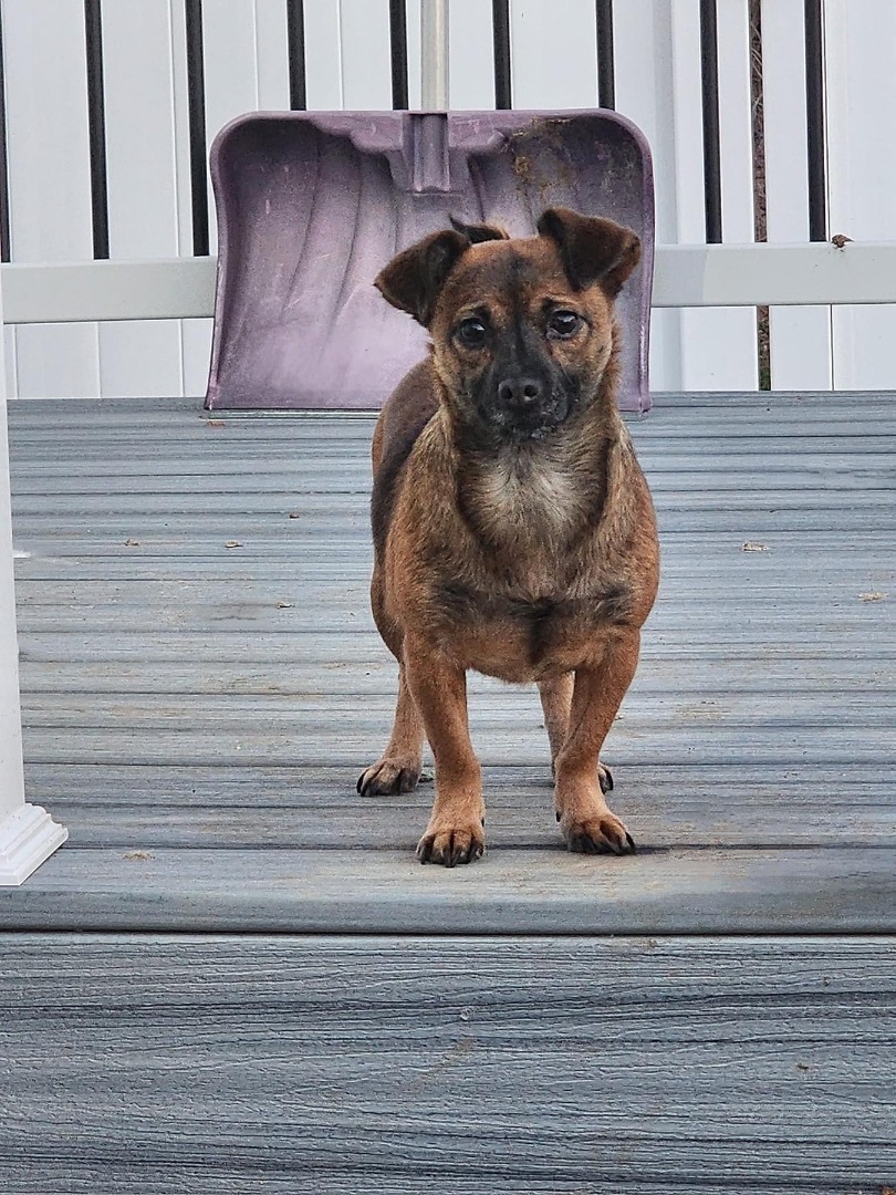 Dog for adoption Kiera, a Chihuahua in Lacona, NY Petfinder