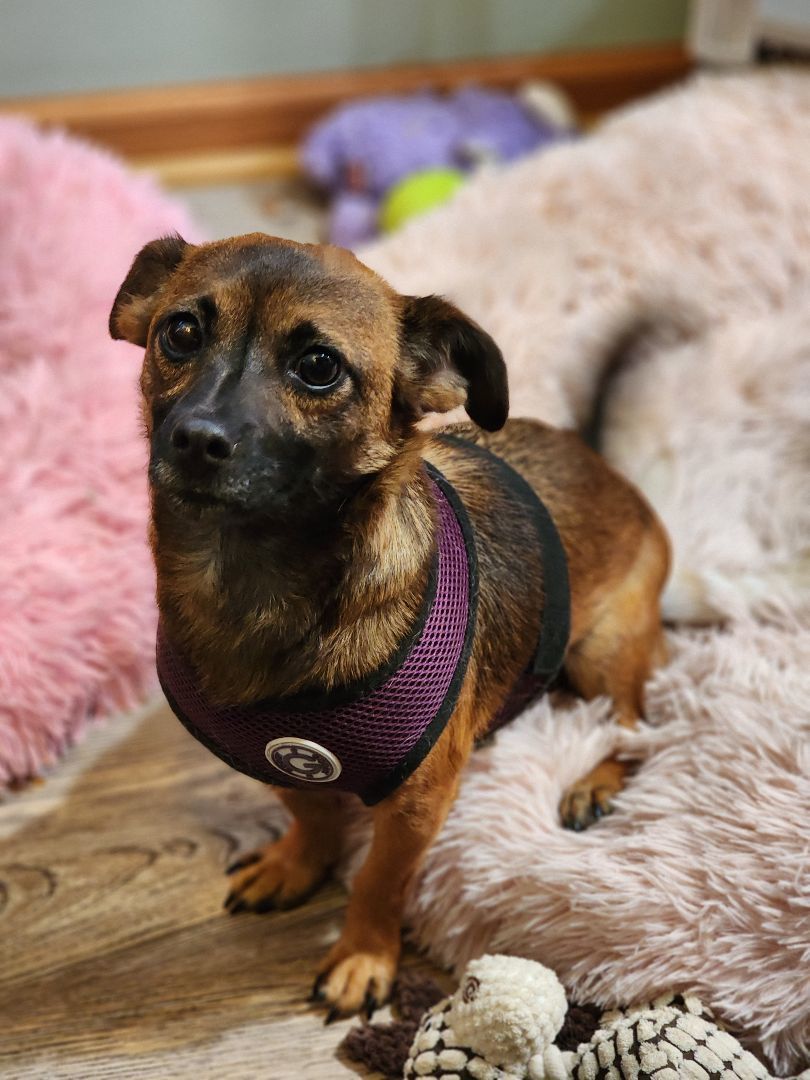 Dog for adoption Kiera, a Chihuahua in Lacona, NY Petfinder