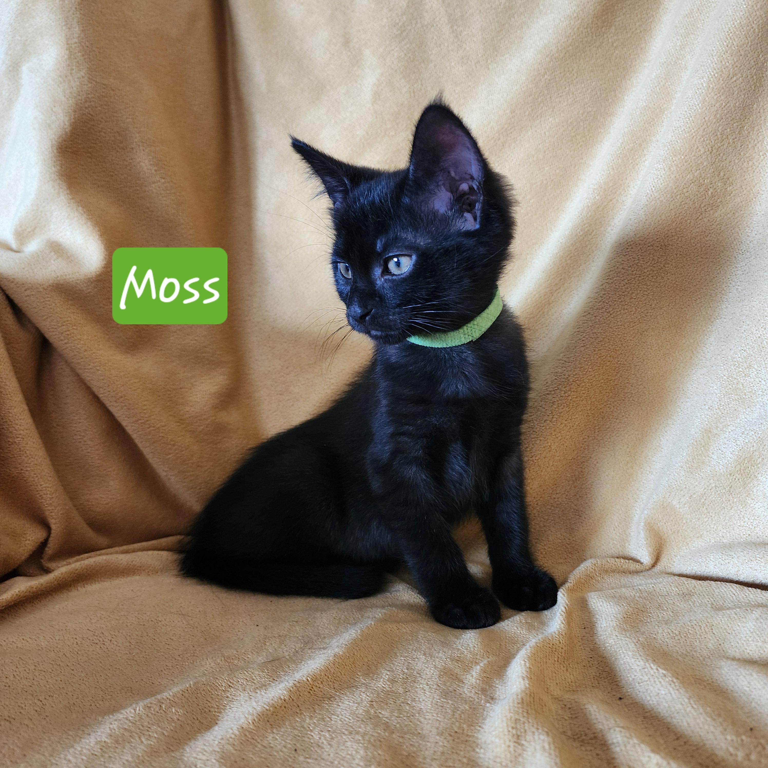 Moss photo 2