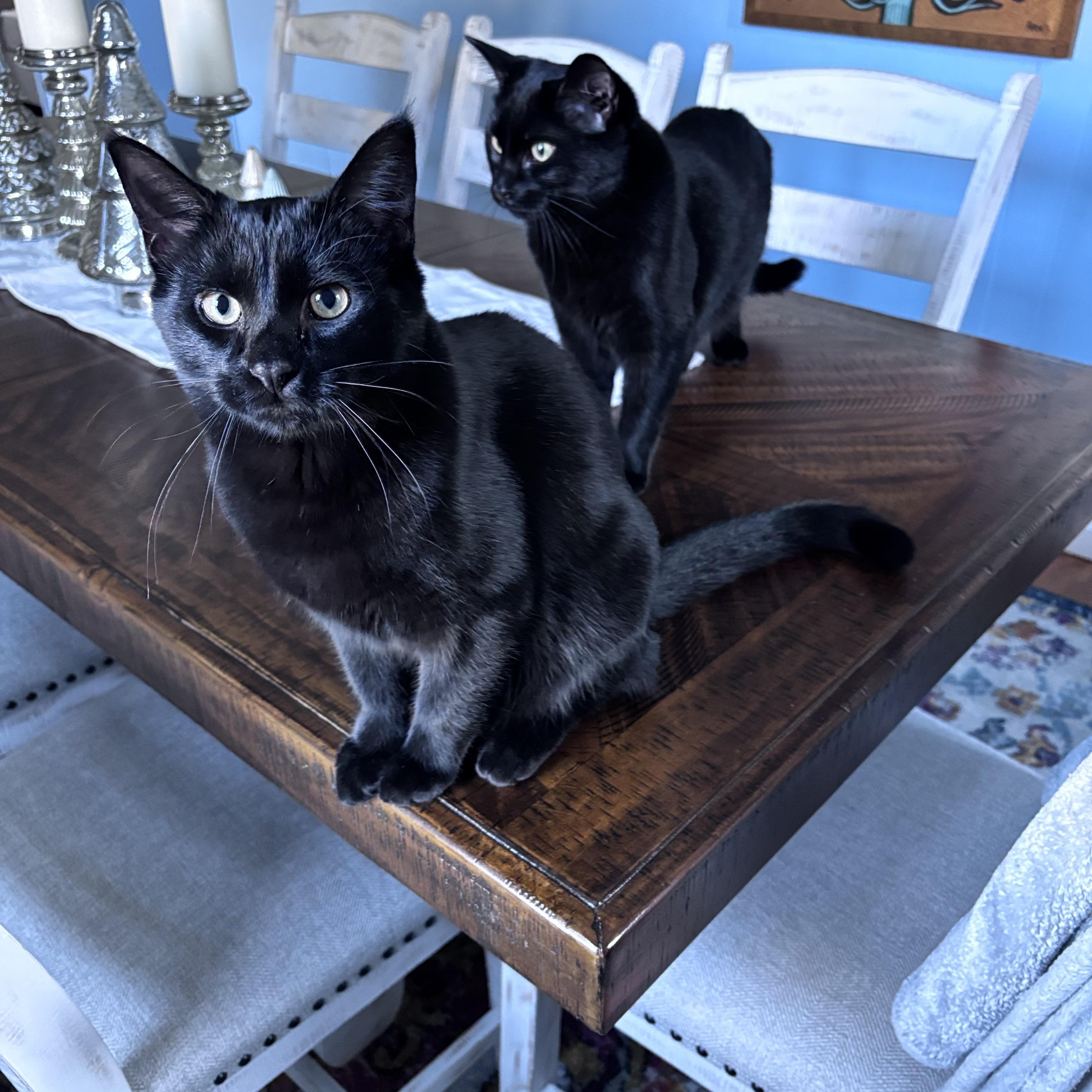 Enlarge Moss, an adoptable Domestic Short Hair in Lacona, NY image 4/6