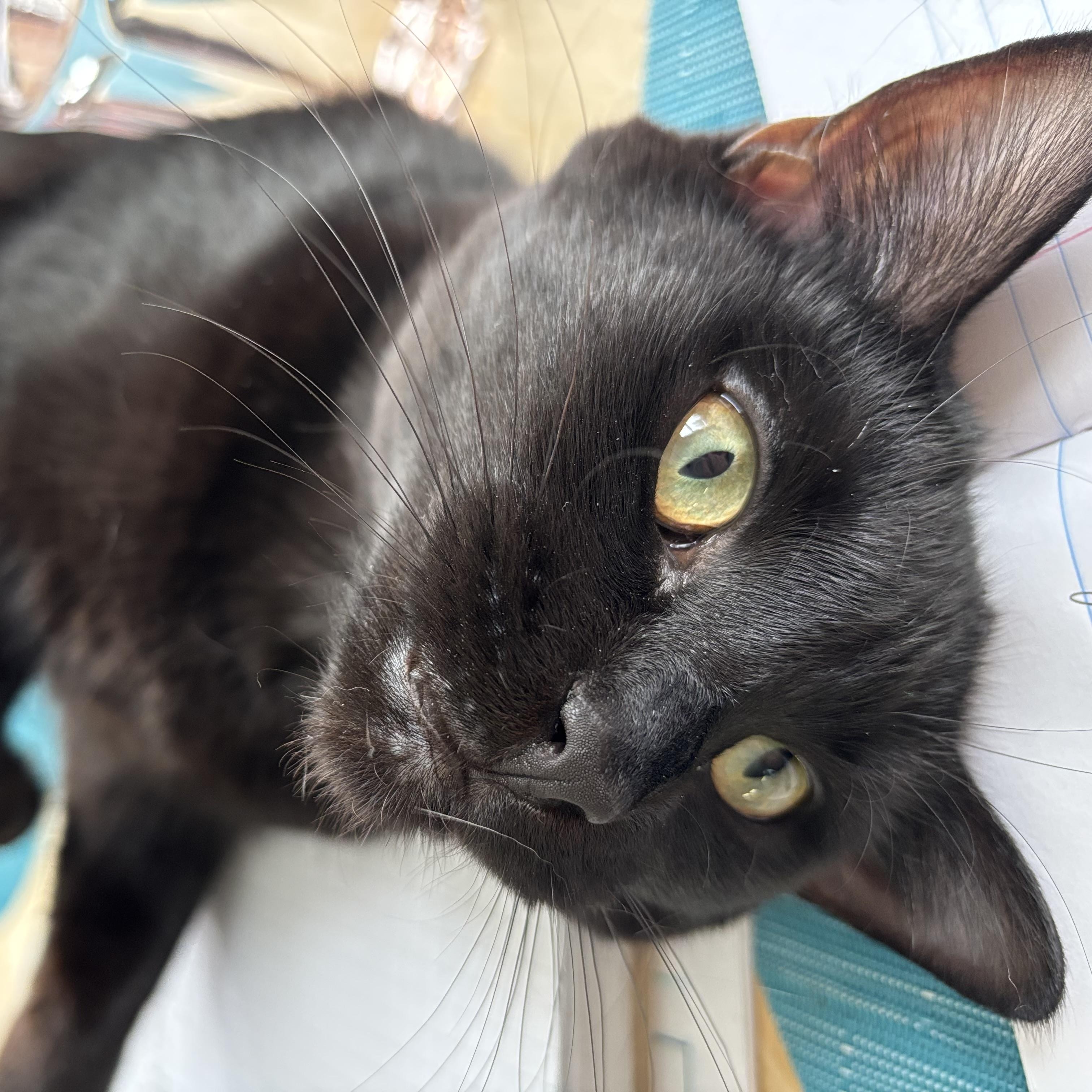 Enlarge Moss, an adoptable Domestic Short Hair in Lacona, NY image 5/6