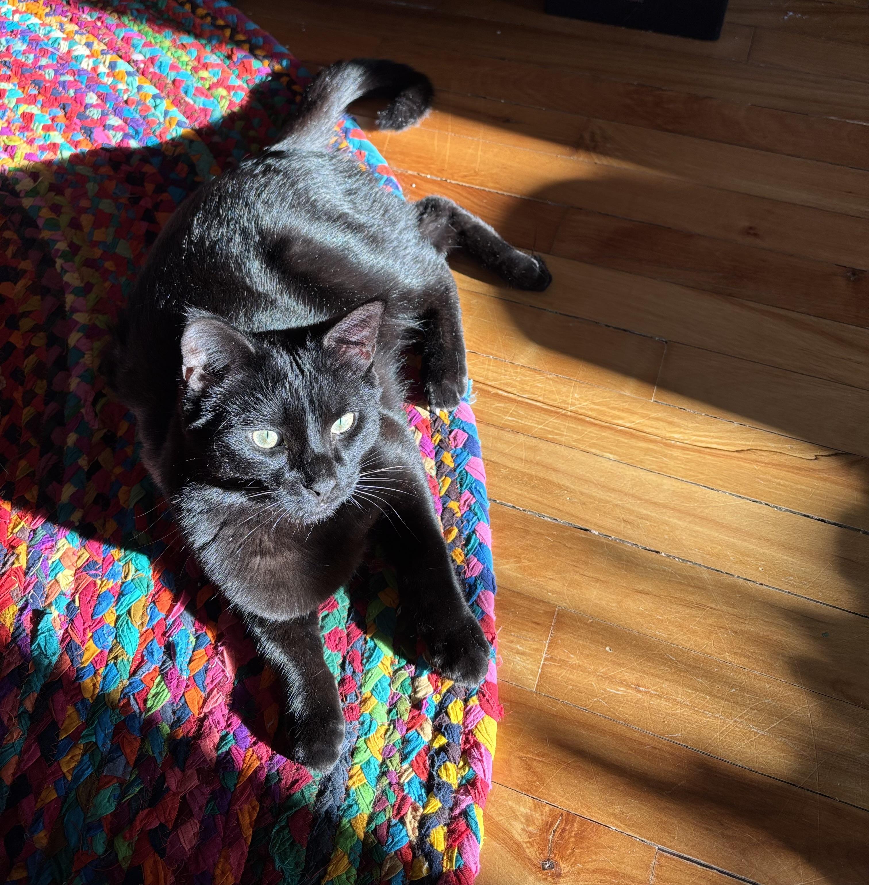 Enlarge Moss, an adoptable Domestic Short Hair in Lacona, NY image 1/6