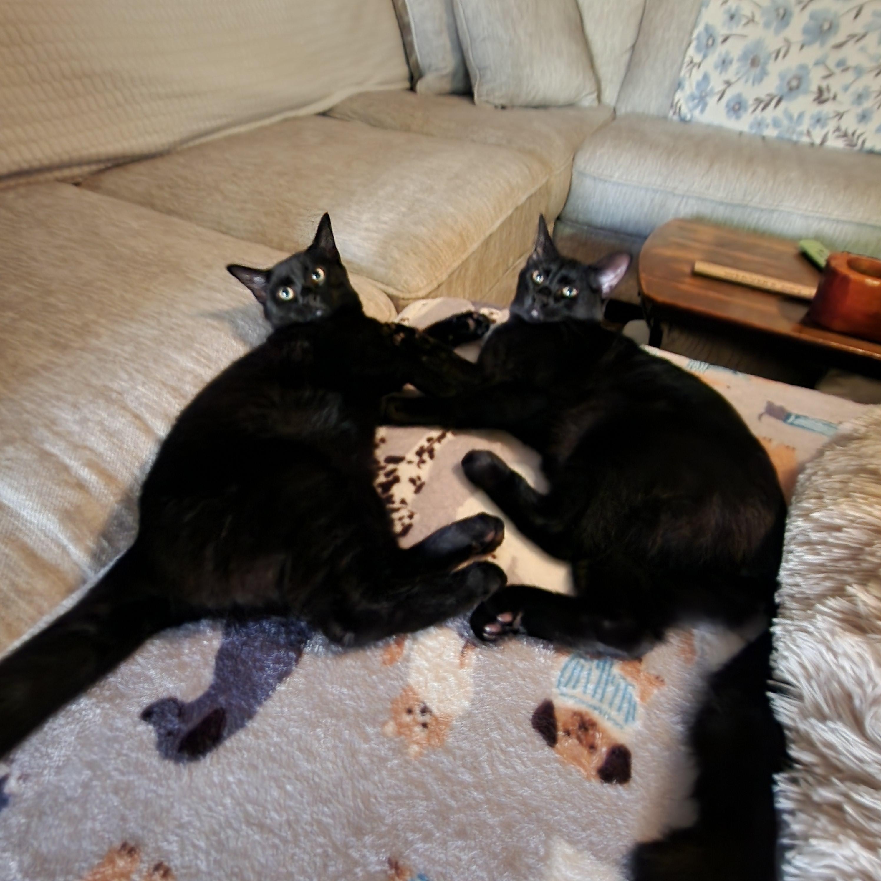 Enlarge Moss, an adoptable Domestic Short Hair in Lacona, NY image 2/6