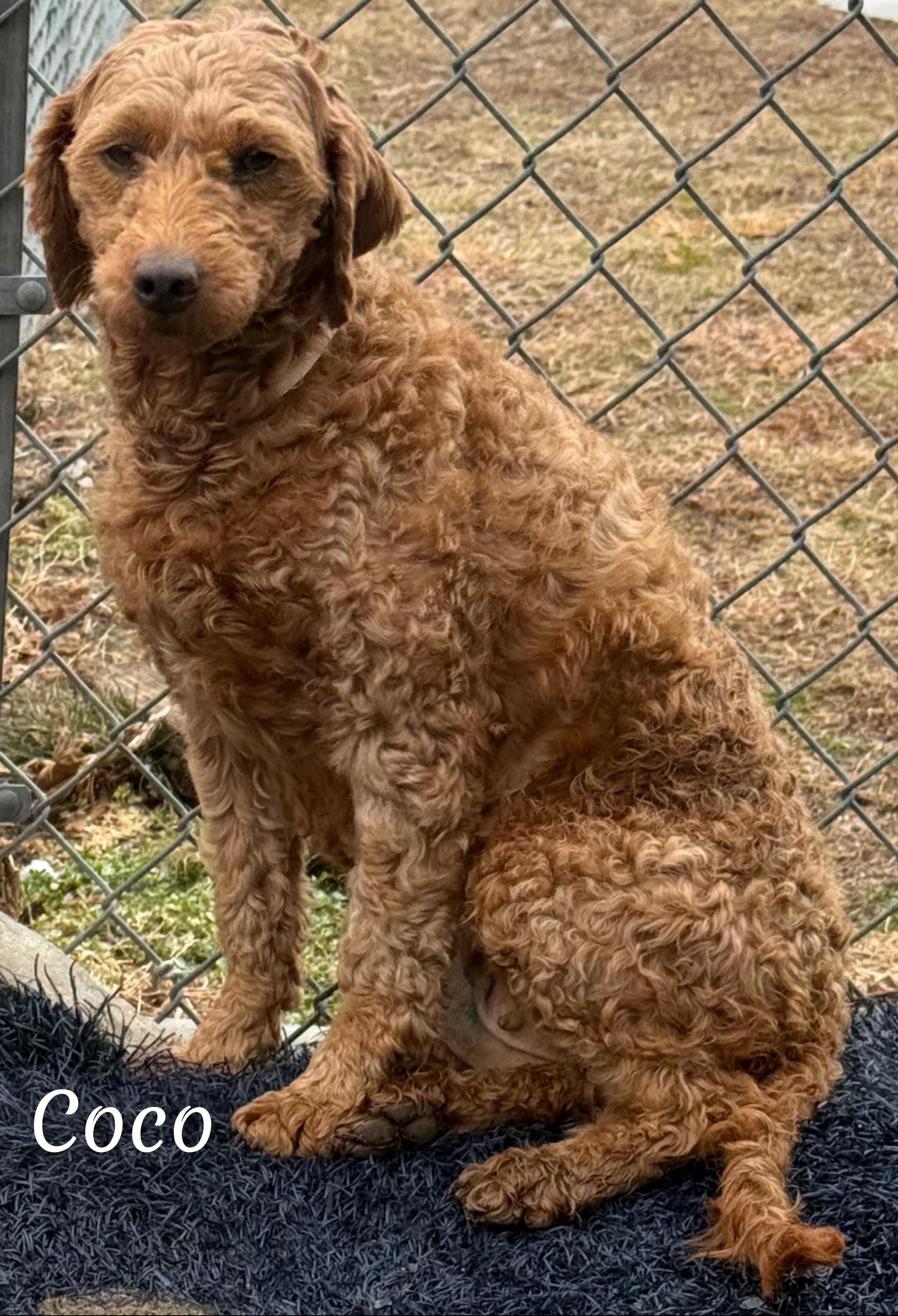 Enlarge Coco, an adopted Goldendoodle in Fredericksburg, VA image 2/6