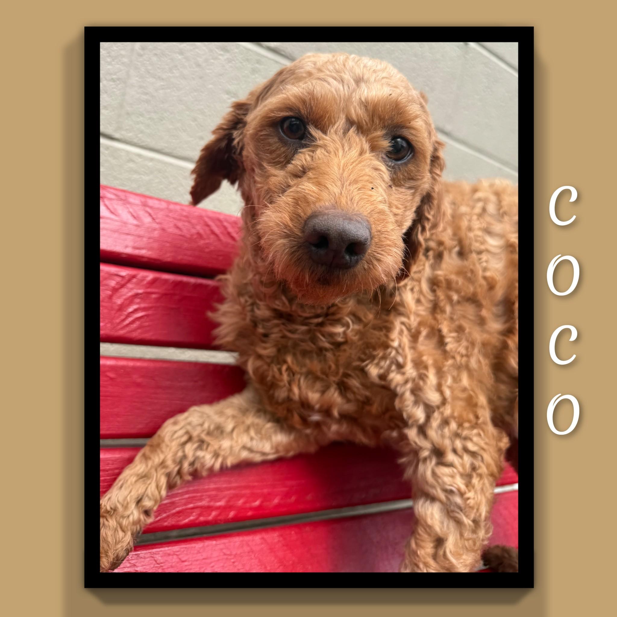 Enlarge Coco, an adopted Goldendoodle in Fredericksburg, VA image 6/6