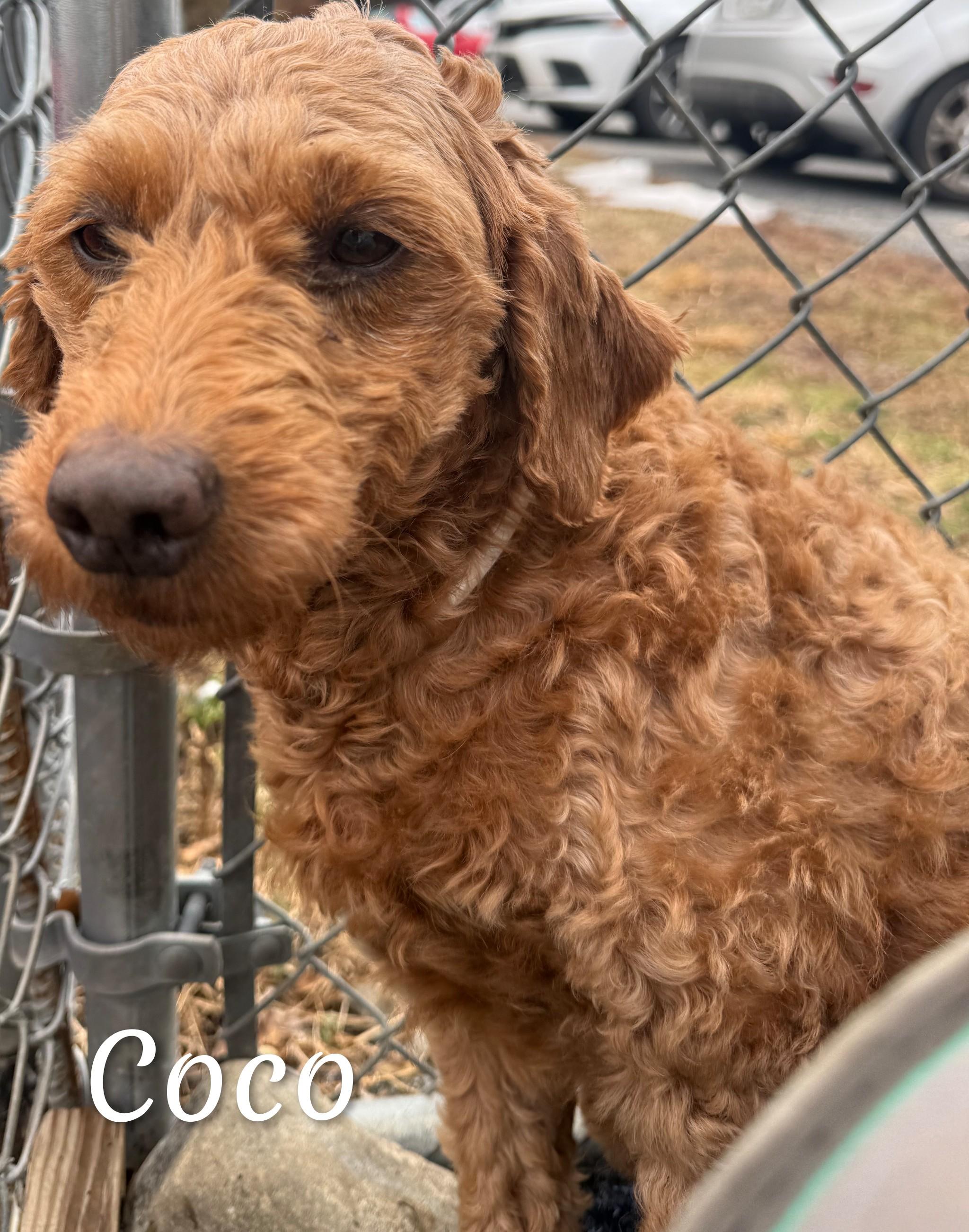 Enlarge Coco, an adopted Goldendoodle in Fredericksburg, VA image 5/6