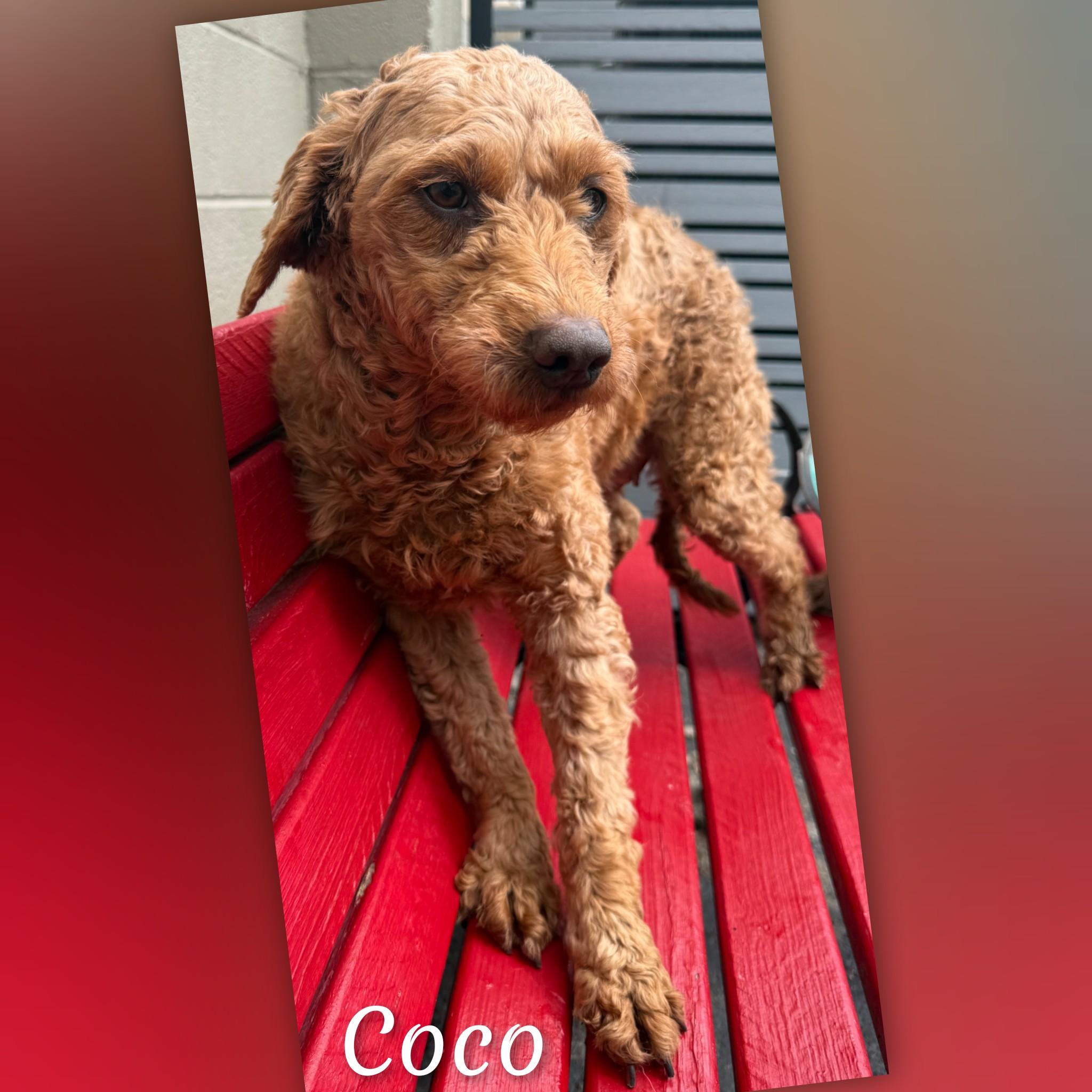 Enlarge Coco, an adopted Goldendoodle in Fredericksburg, VA image 1/6