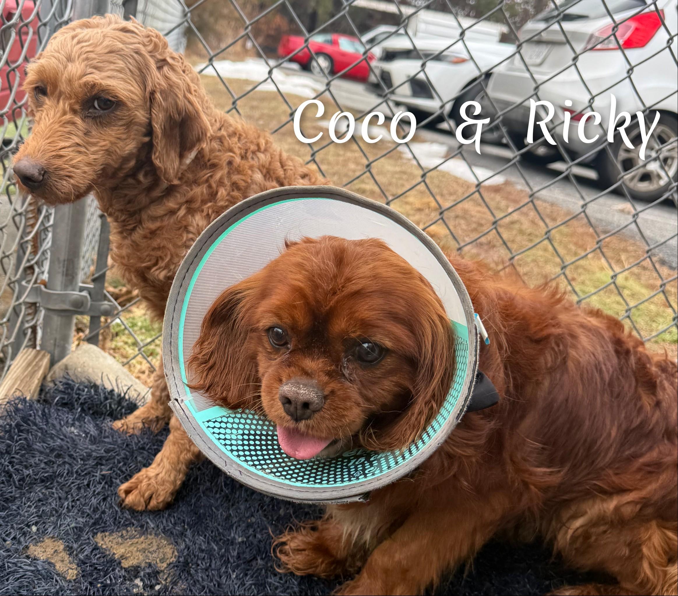 Enlarge Coco, an adopted Goldendoodle in Fredericksburg, VA image 3/6